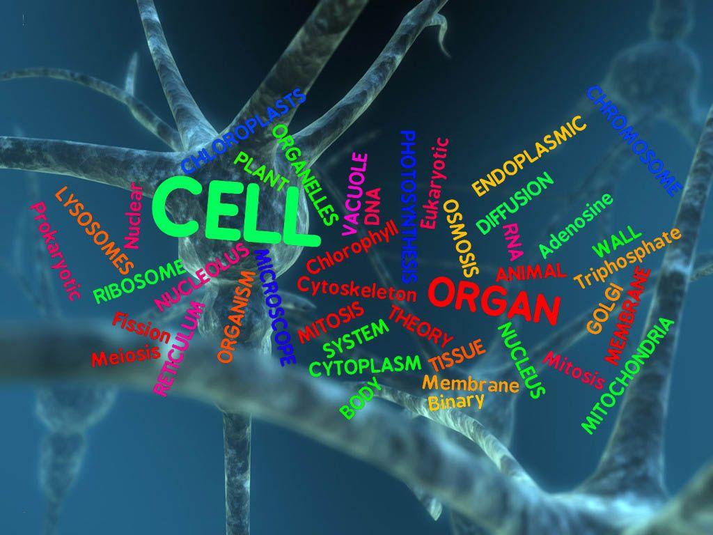1024x768 Biochemistry Full HD Quality Wallpaper, Widescreen Wallpaper
