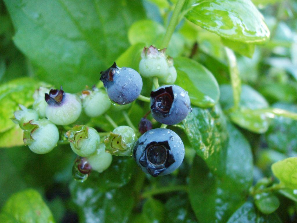 1024x768 Eating blueberries could regulate genetic and biochemical drivers