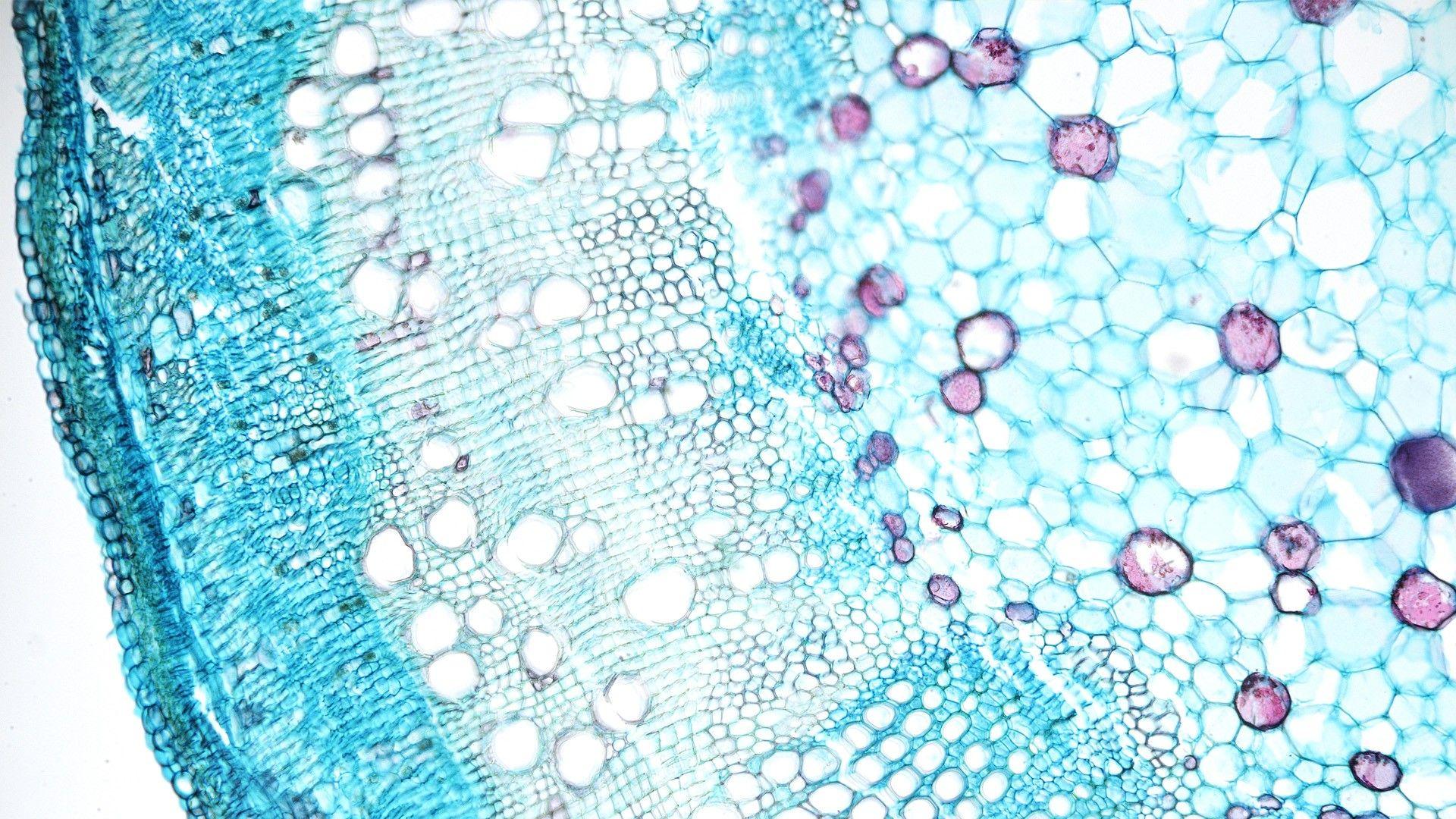 1920x1080 Cell Biology Online Tutorial