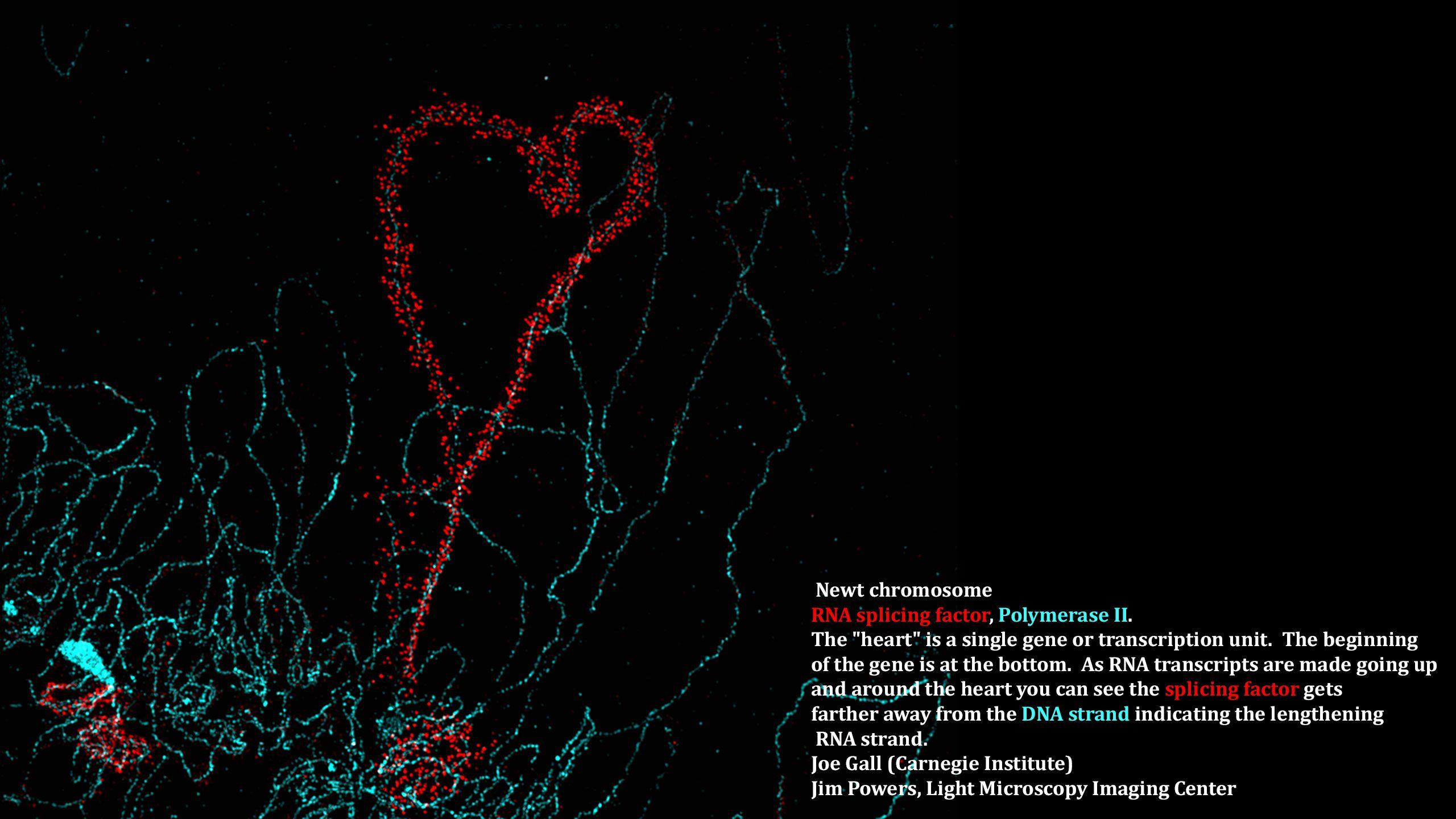 2560x1440 Cell Biology and Molecular Genetics: Areas of Concentration