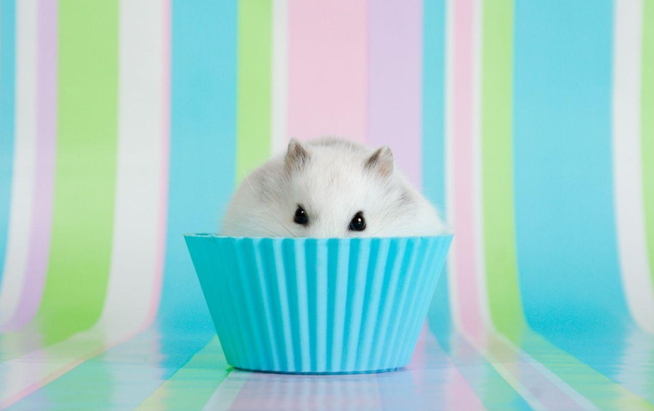 1280x804 Hamster Muffin wallpaper. Hamster Muffin