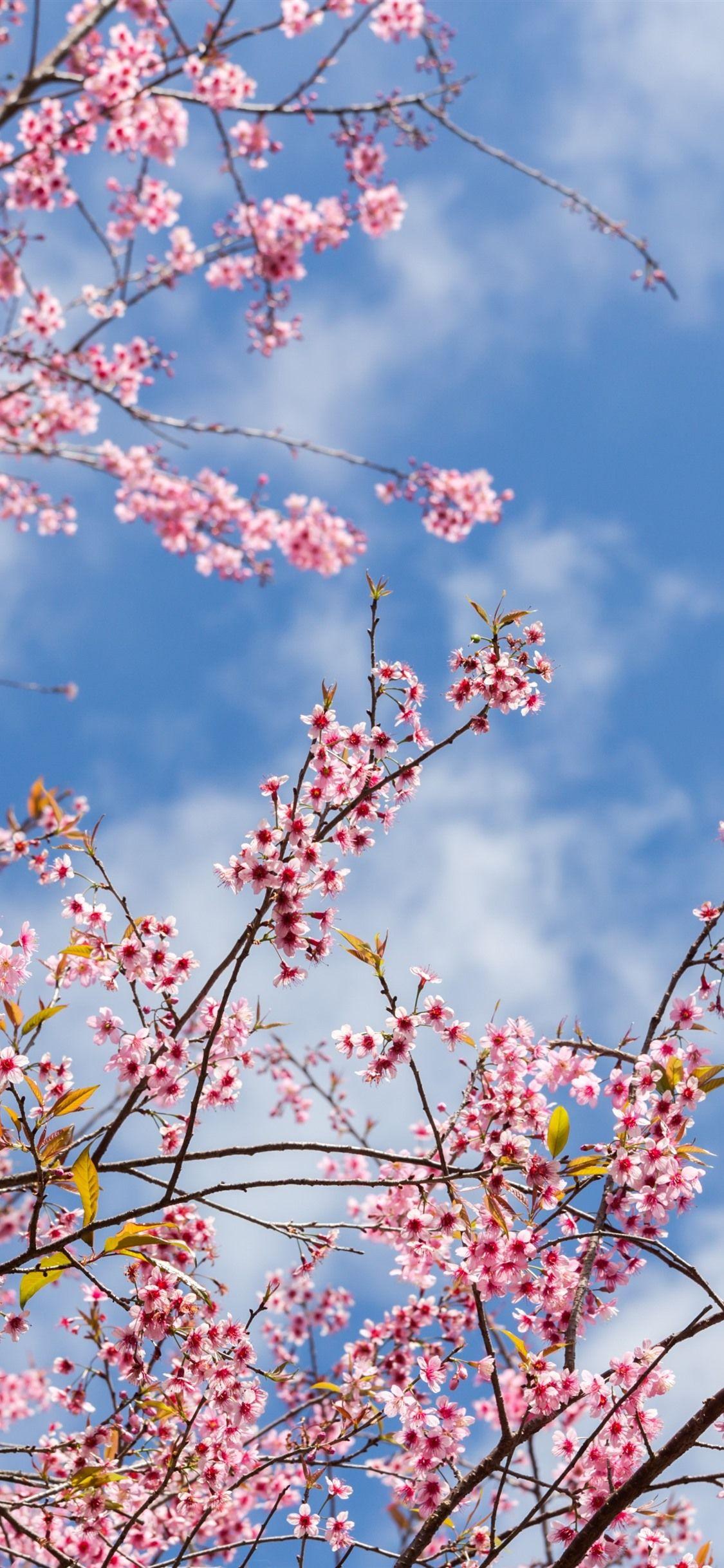 Free download Cherry Blossom Iphone Wallpaper 640x1137 for your Desktop  Mobile  Tablet  Explore 39 Sakura Anime IPhone Wallpapers  Sakura  Wallpapers Sakura Background Sakura Shippuden Wallpaper