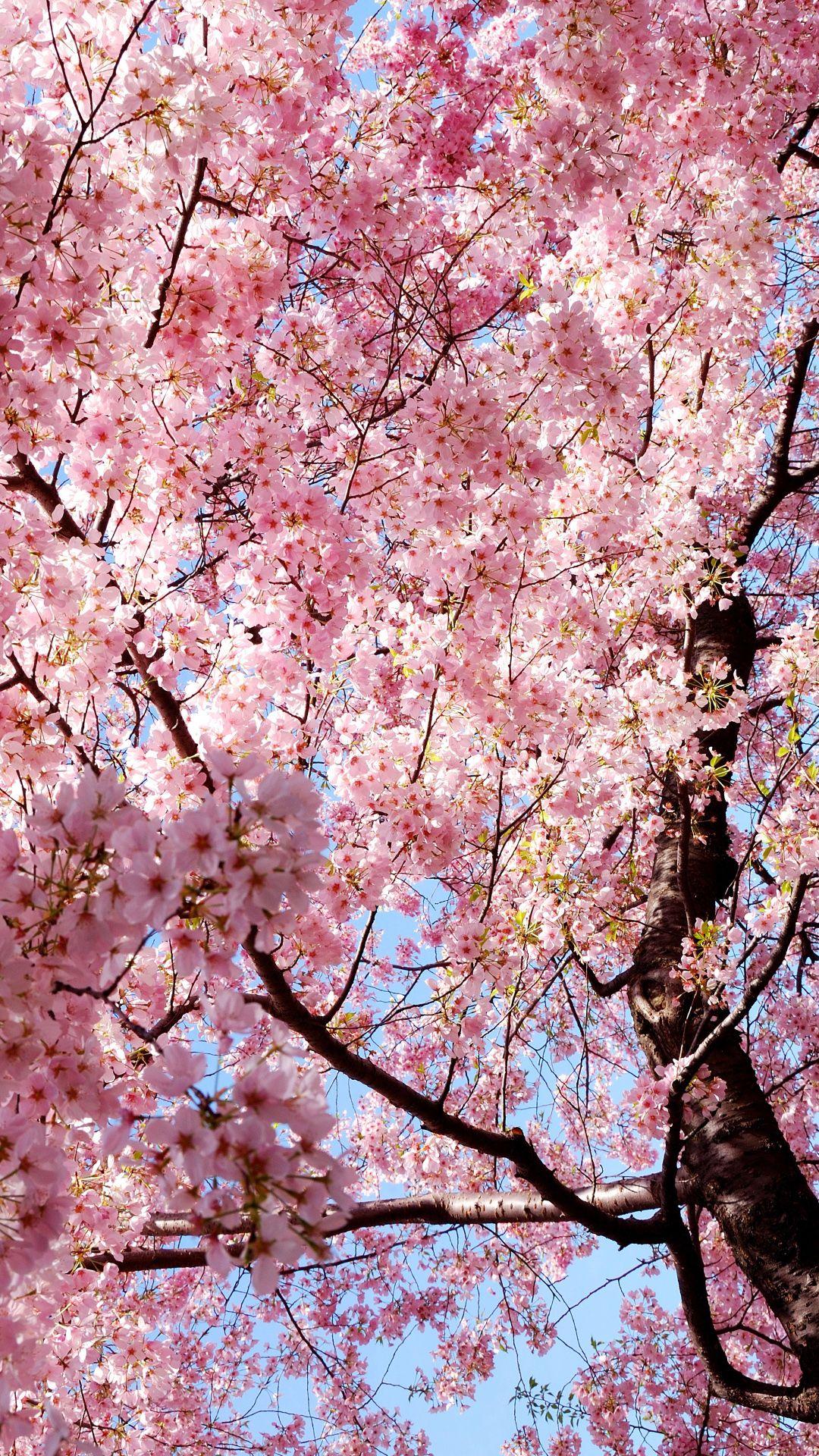 1080x1920 Sakura iPhone Wallpaper HD