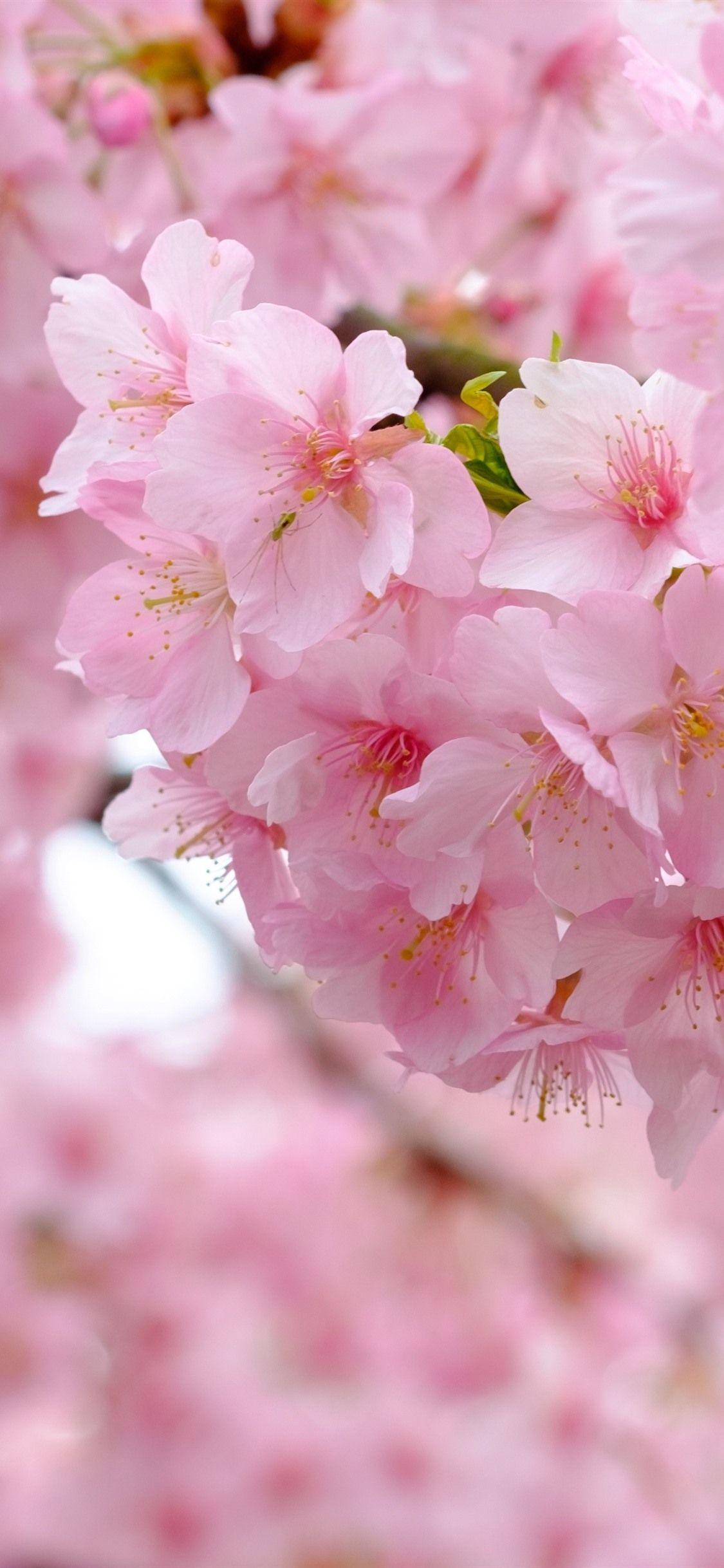 1125x2436 Pink sakura bloom, flowers, spring, beautiful 1125x2436 iPhone 11