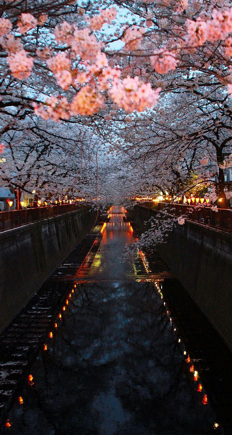 744x1392 The iPhone Wallpaper Sakura 2013
