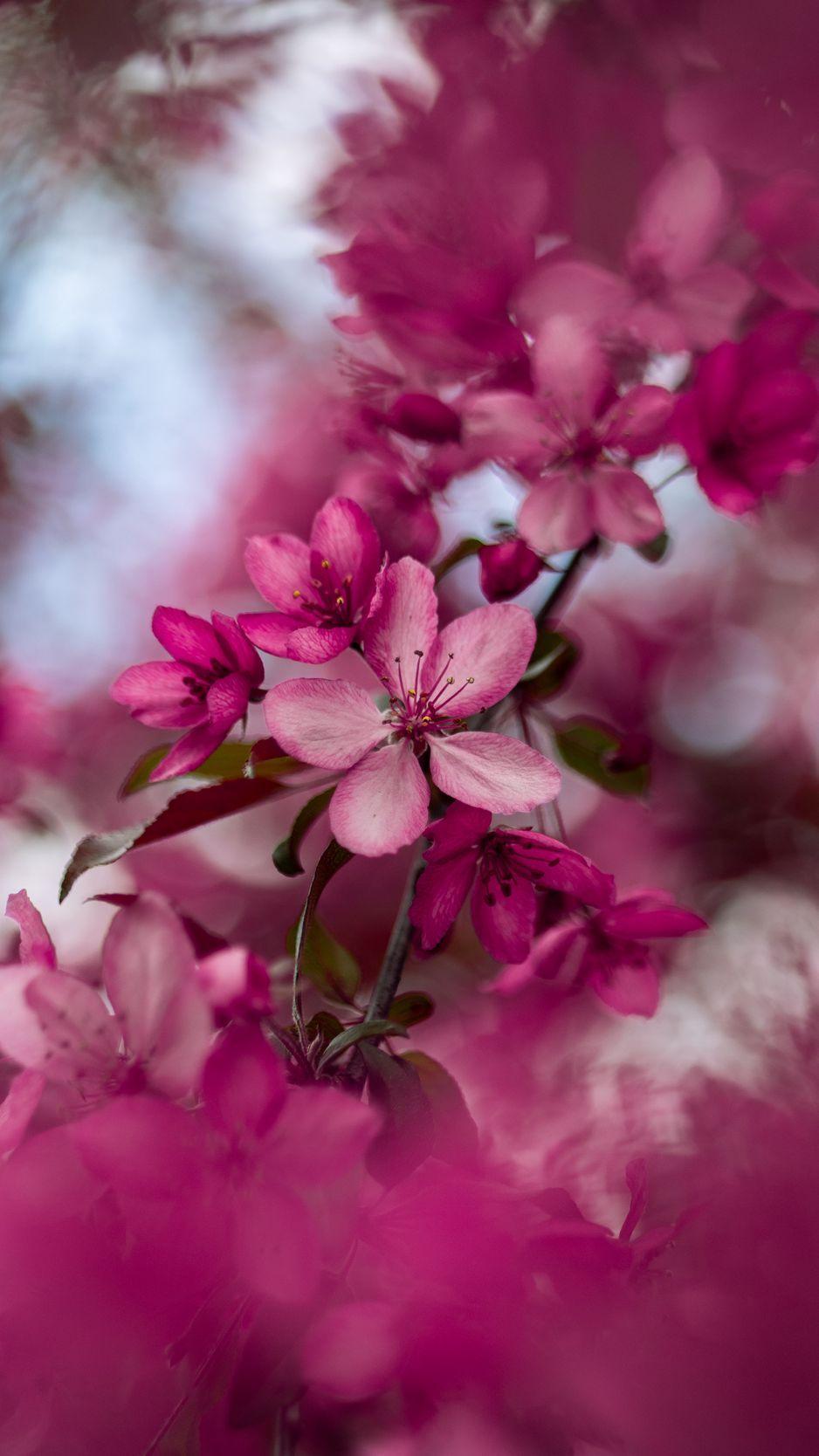 938x1668 Download wallpaper 938x1668 sakura, flowers, pink, bloom, branch