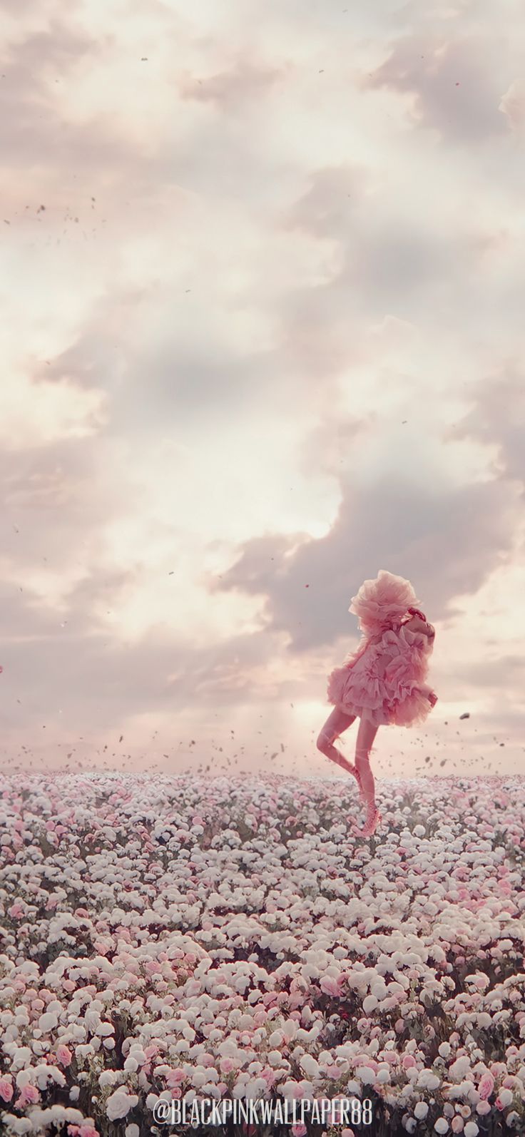 736x1594 On the ground aesthetic rose. Rose wallpaper, Rosé on the ground, Rosé wallpaper