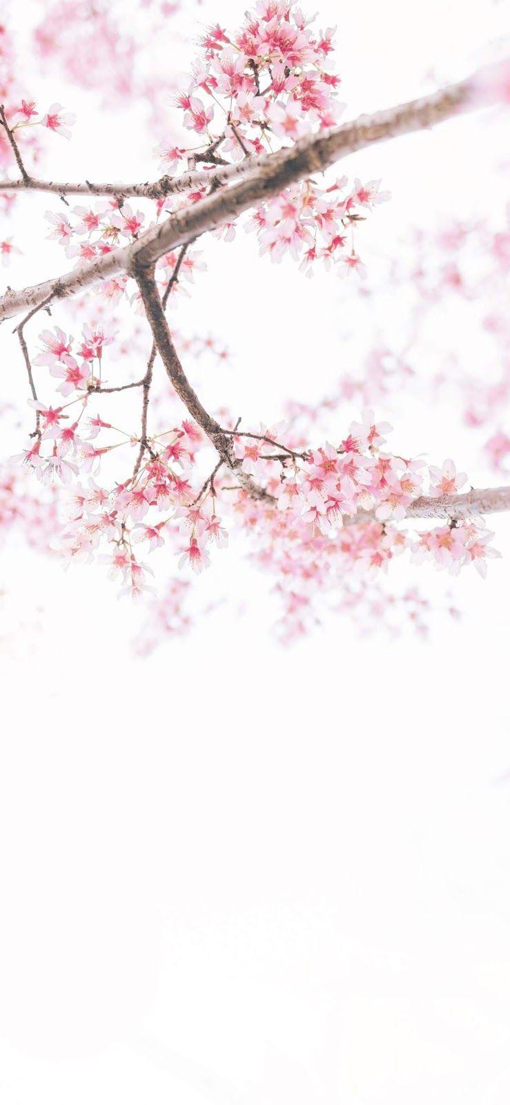 739x1600 cherry blossom wallpaper iphone xs max. Cherry