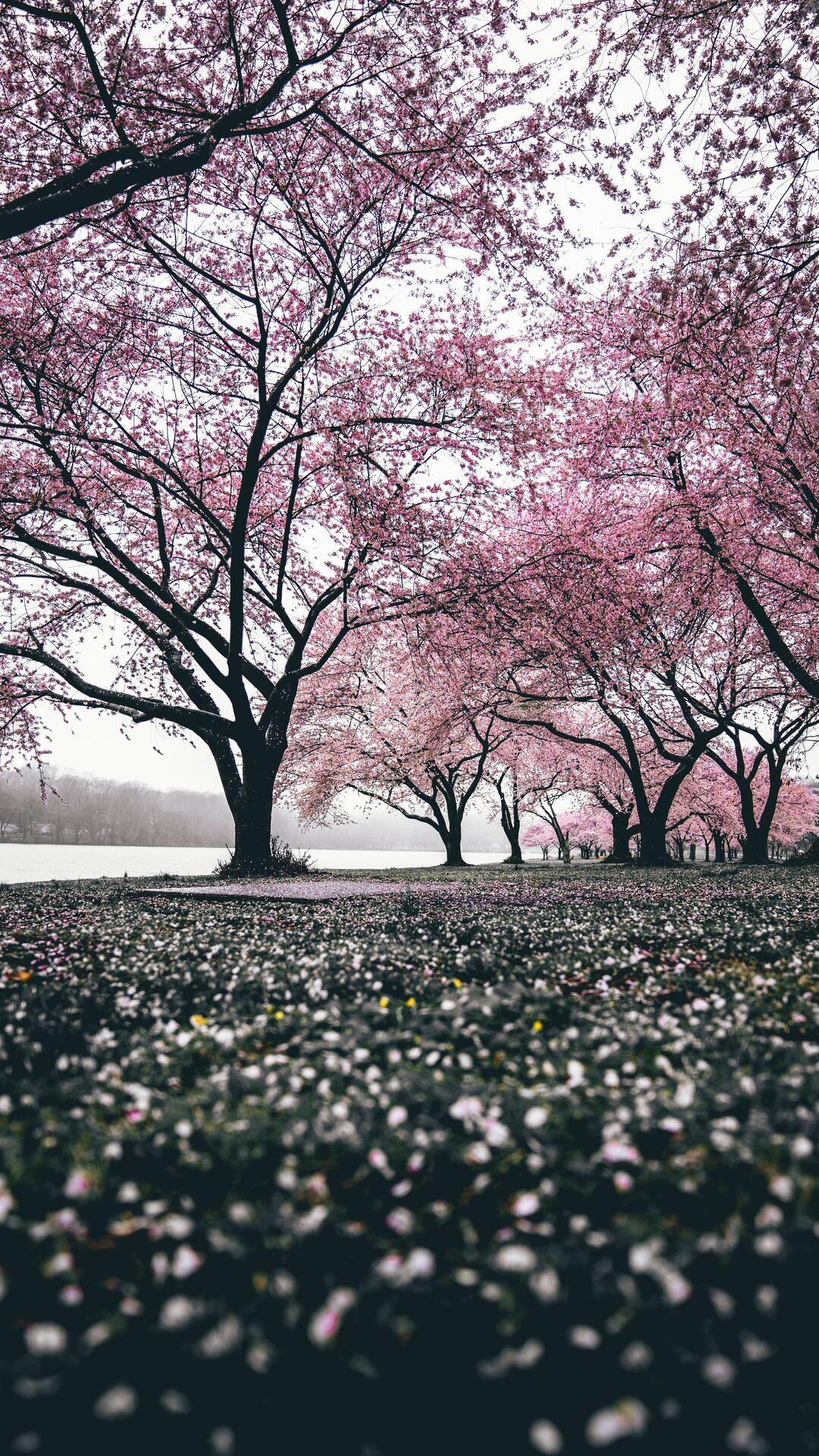 1080x1920 Cherry Blossoms Trees 4k iPhone 6s, 6 Plus, Pixel xl