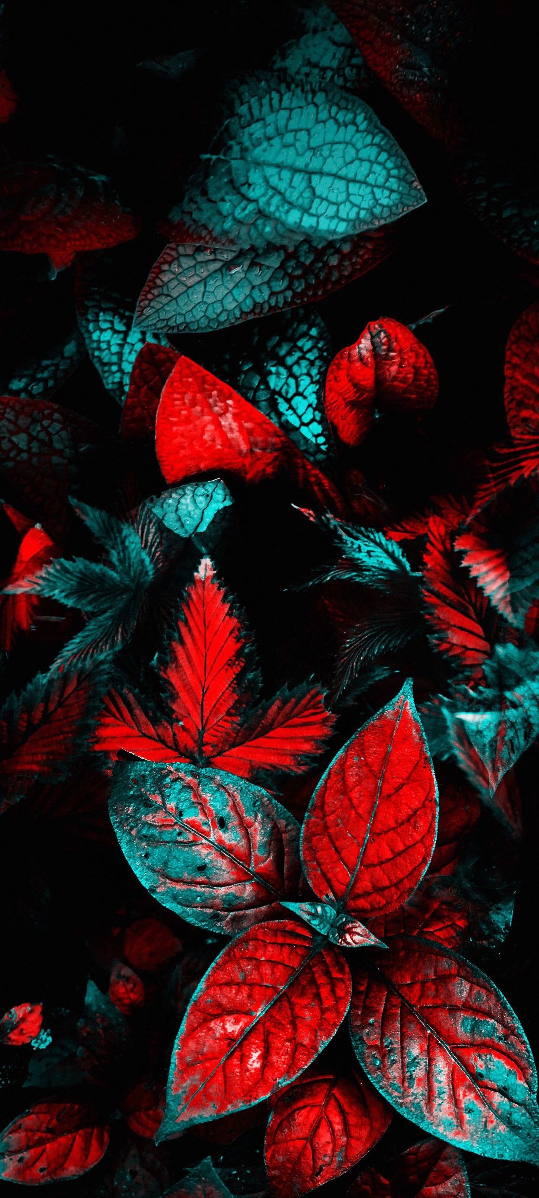 1080x2400 Wallpaper Leaf, Plant, Science, Biology, Red, Background Free Image