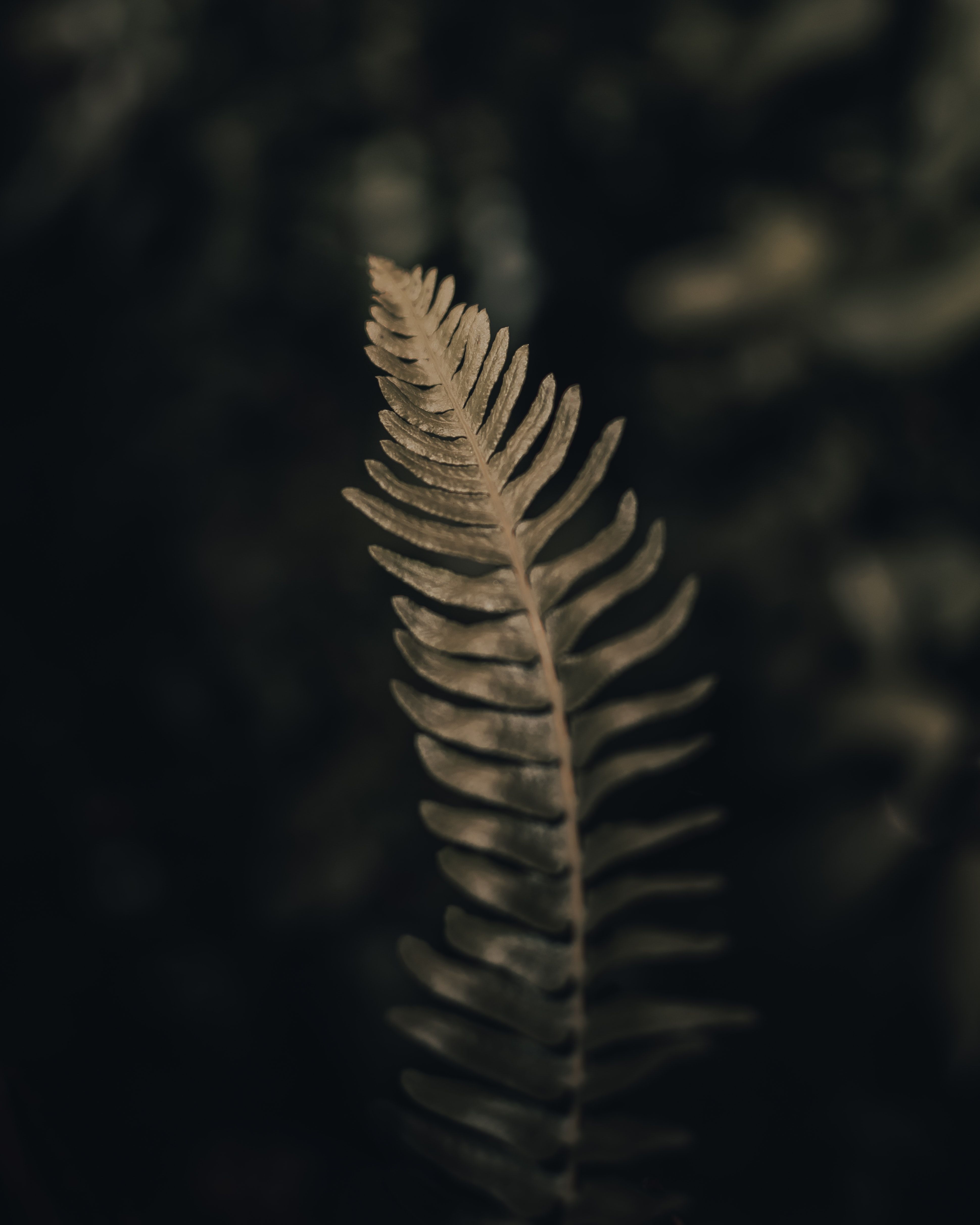 3879x4849 Wallpaper Close Up, Biology, Science, Natural Material, Terrestrial Plant, Background Free Image