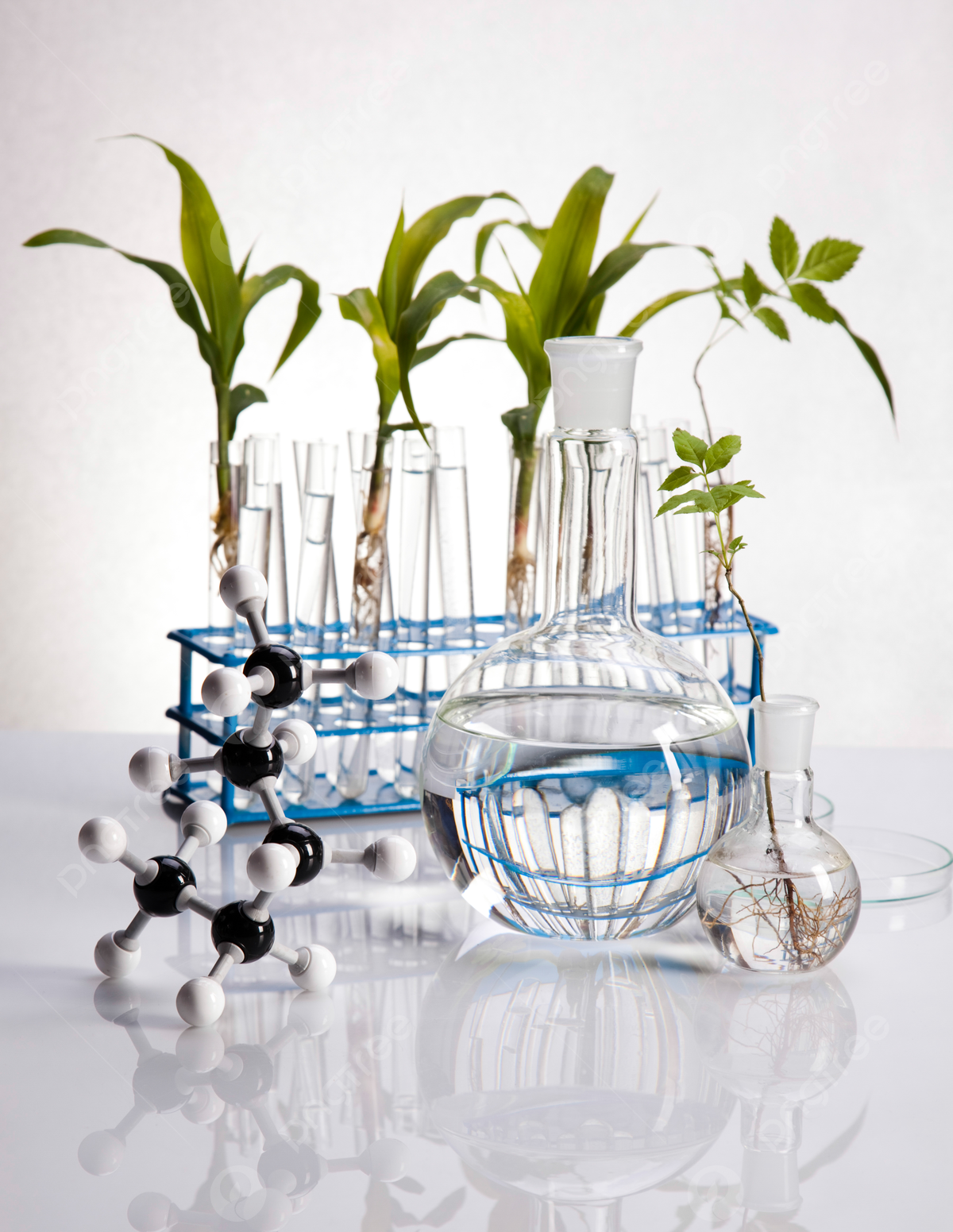 1200x1551 Science Experiment With Plant Laboratory Glass Glassware Laboratory Photo Background And Picture For Free Download