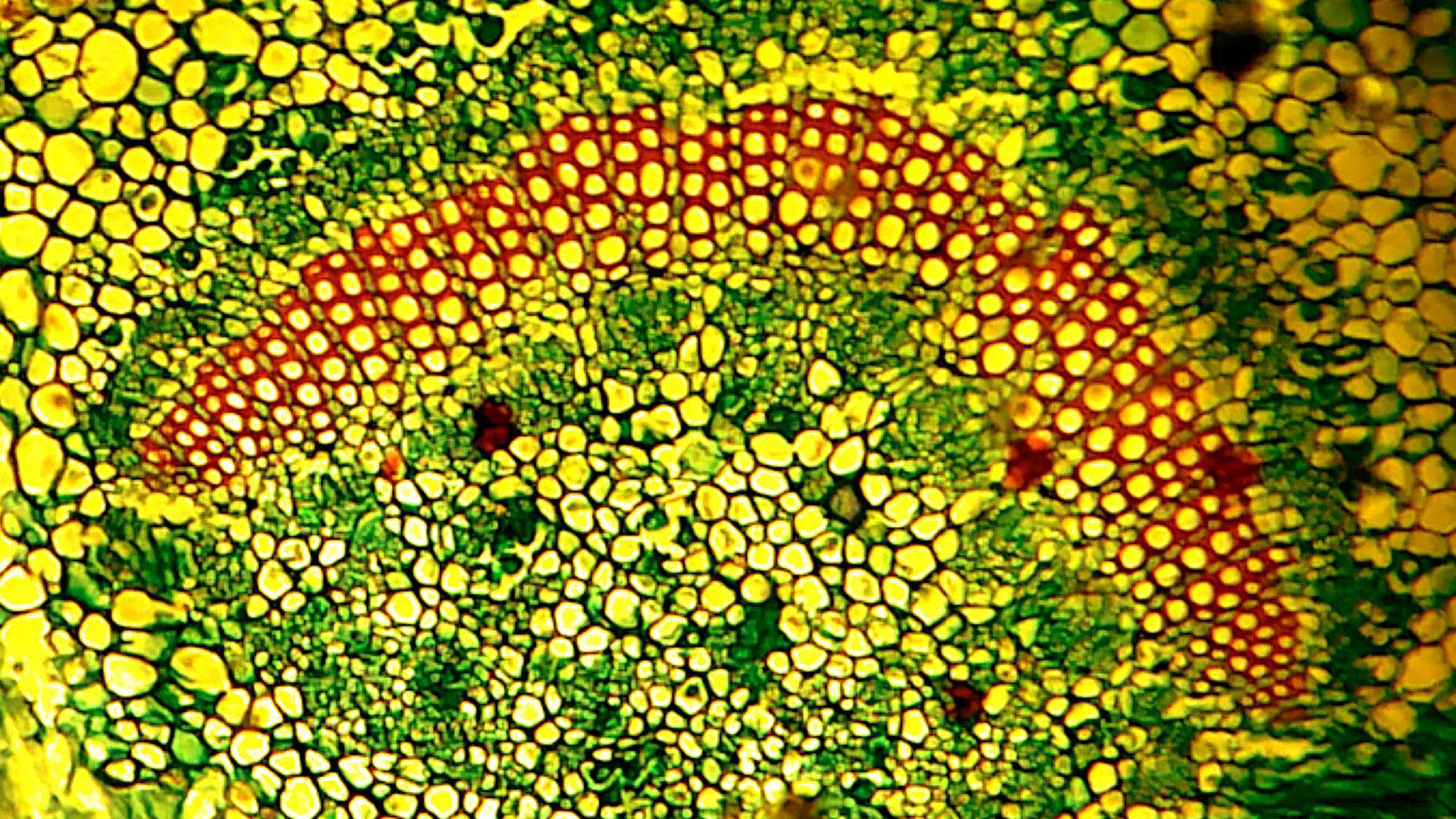1920x1080 Plant Biology Article 1. iFink!