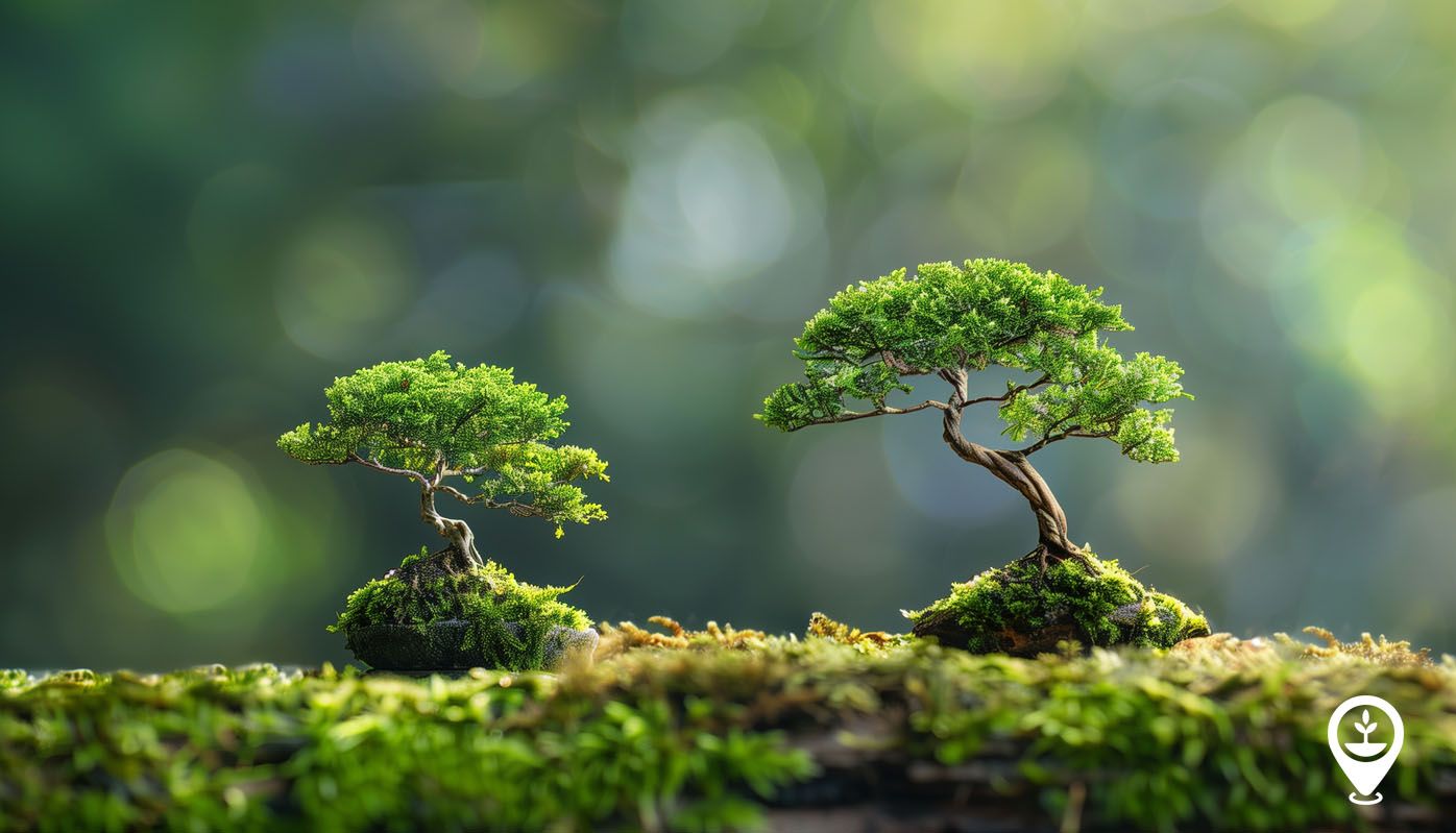 1396x799 The Art and Science of Bonsai