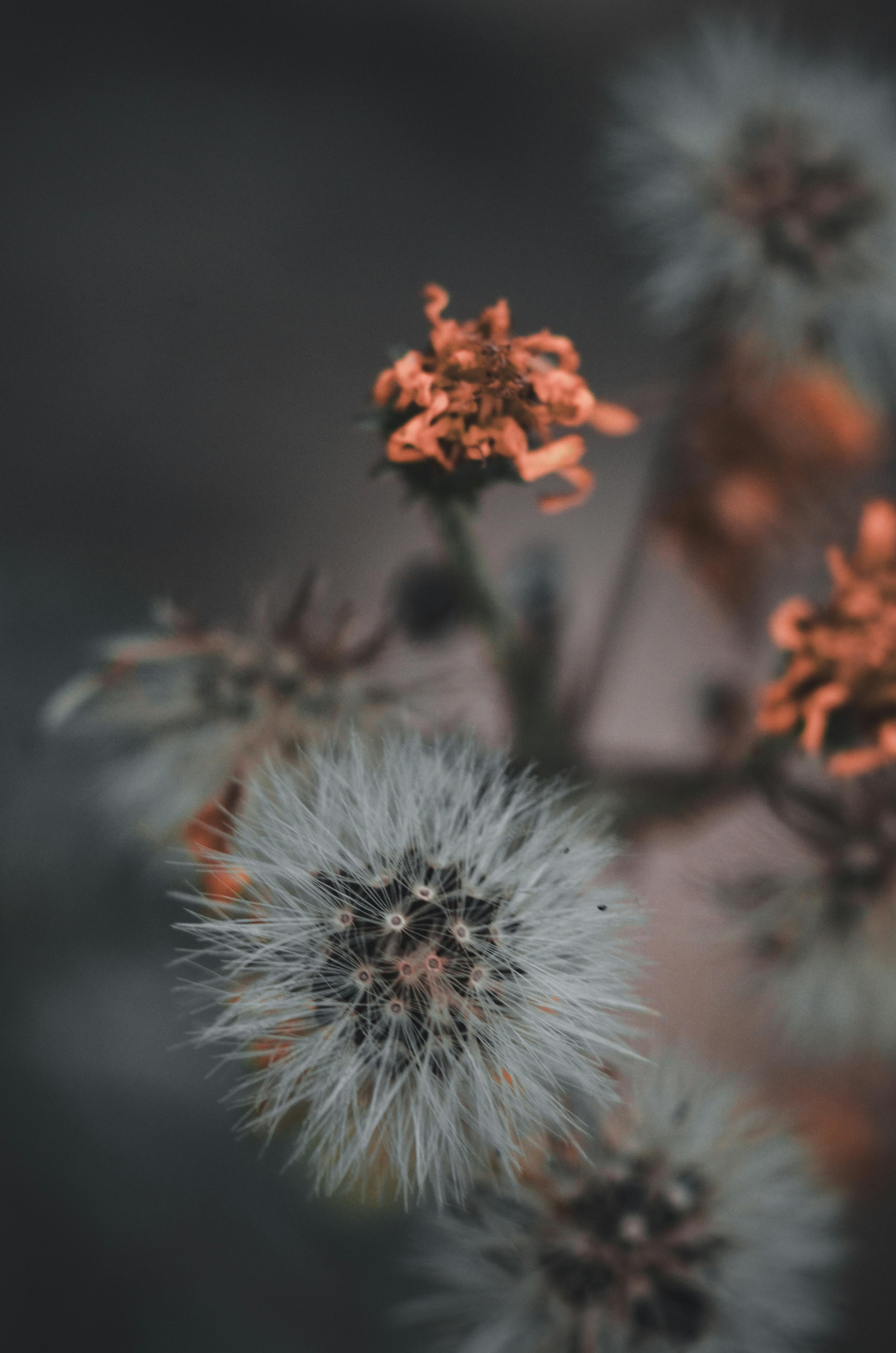 3264x4928 Plant Biology Wallpaper