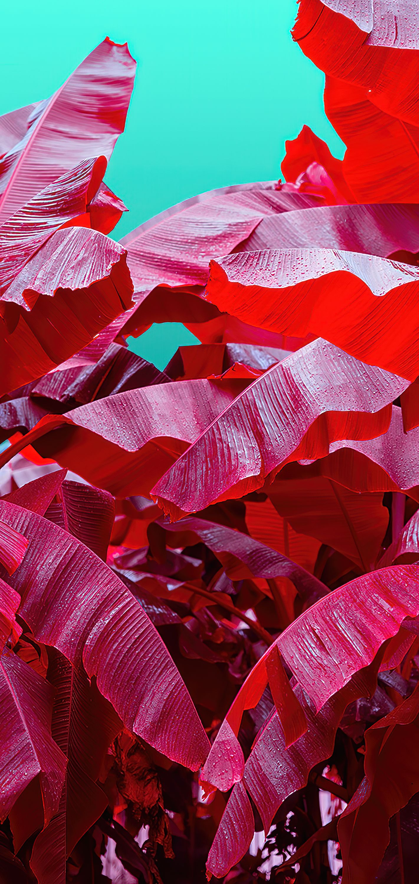 1421x3000 Wallpaper Leaf, Published, Plant, Science, Light, Background Free Image