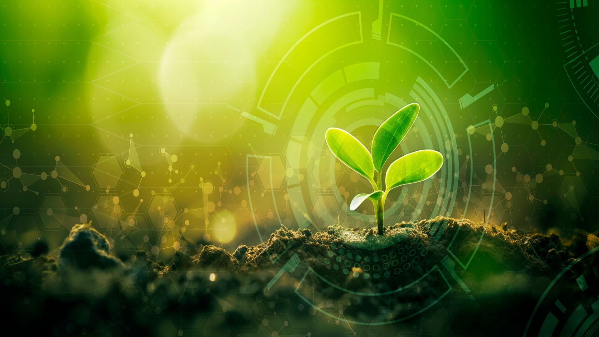 1920x1080 A plant's secret weapon