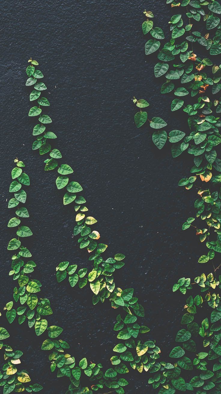 736x1308 Plant Cell Wallpaper