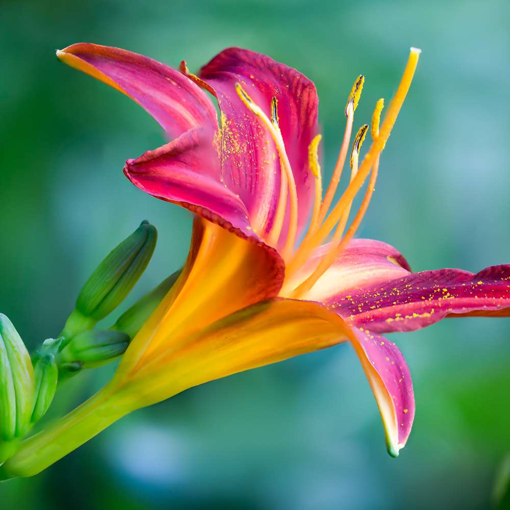 1000x1000 Plant Science Online Course. Distance Learning