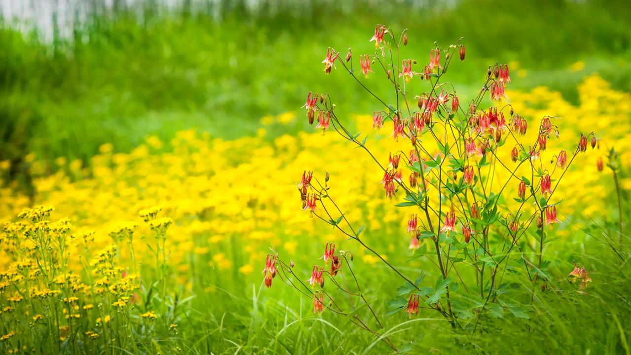 1280x720 Plant Science & Conservation. Chicago Botanic Garden