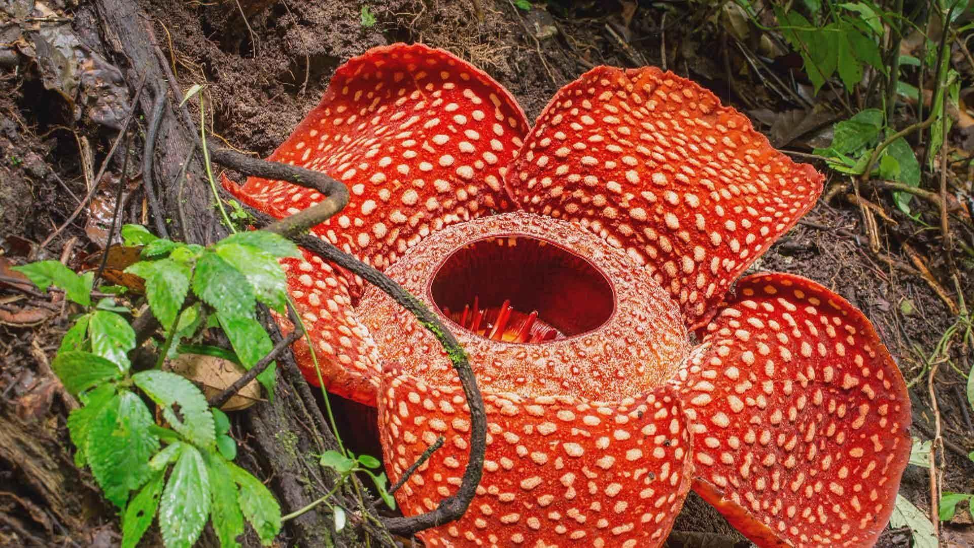 1920x1080 Botany: Botany Basics