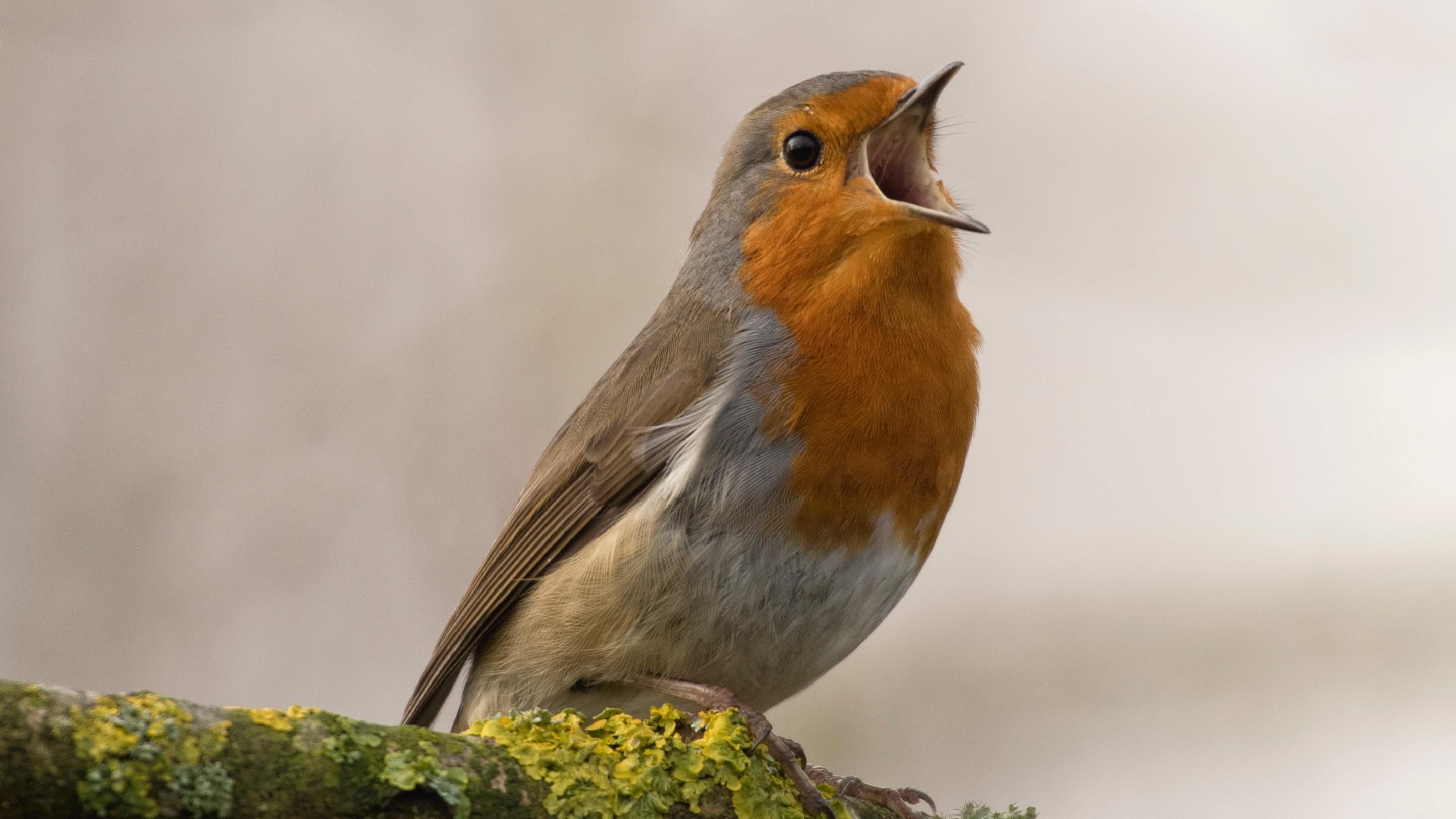 Robin Bird Wallpapers Top Free Robin Bird Backgrounds Wallpaperaccess