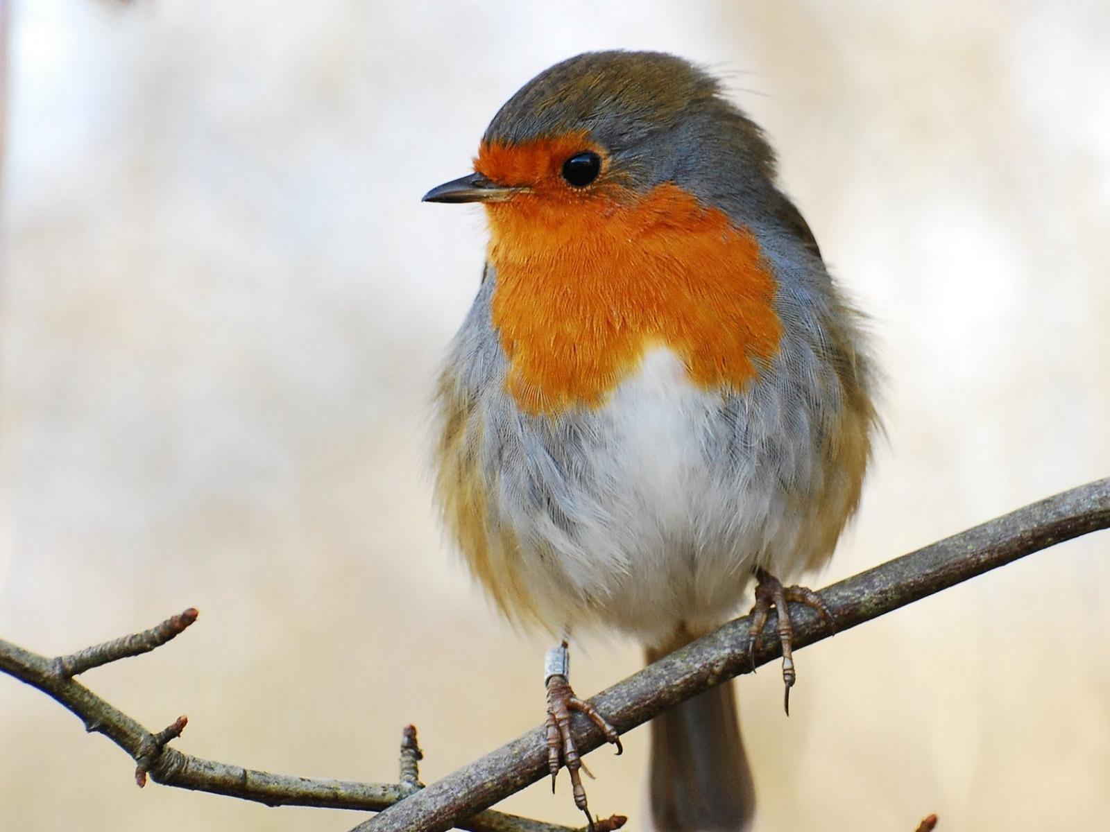 Robin Bird Wallpapers Top Free Robin Bird Backgrounds Wallpaperaccess