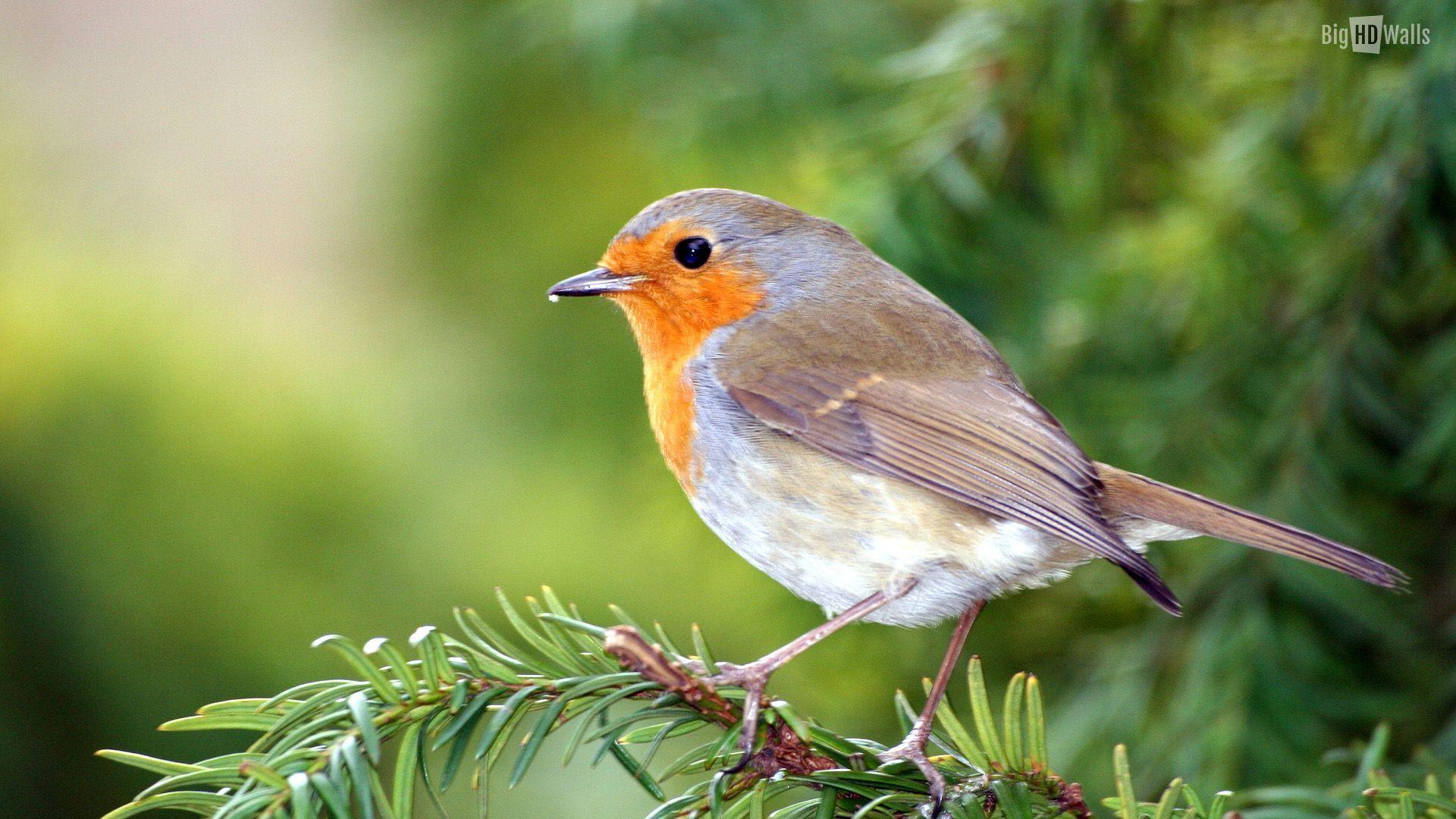 Robin Bird Wallpapers Top Free Robin Bird Backgrounds Wallpaperaccess