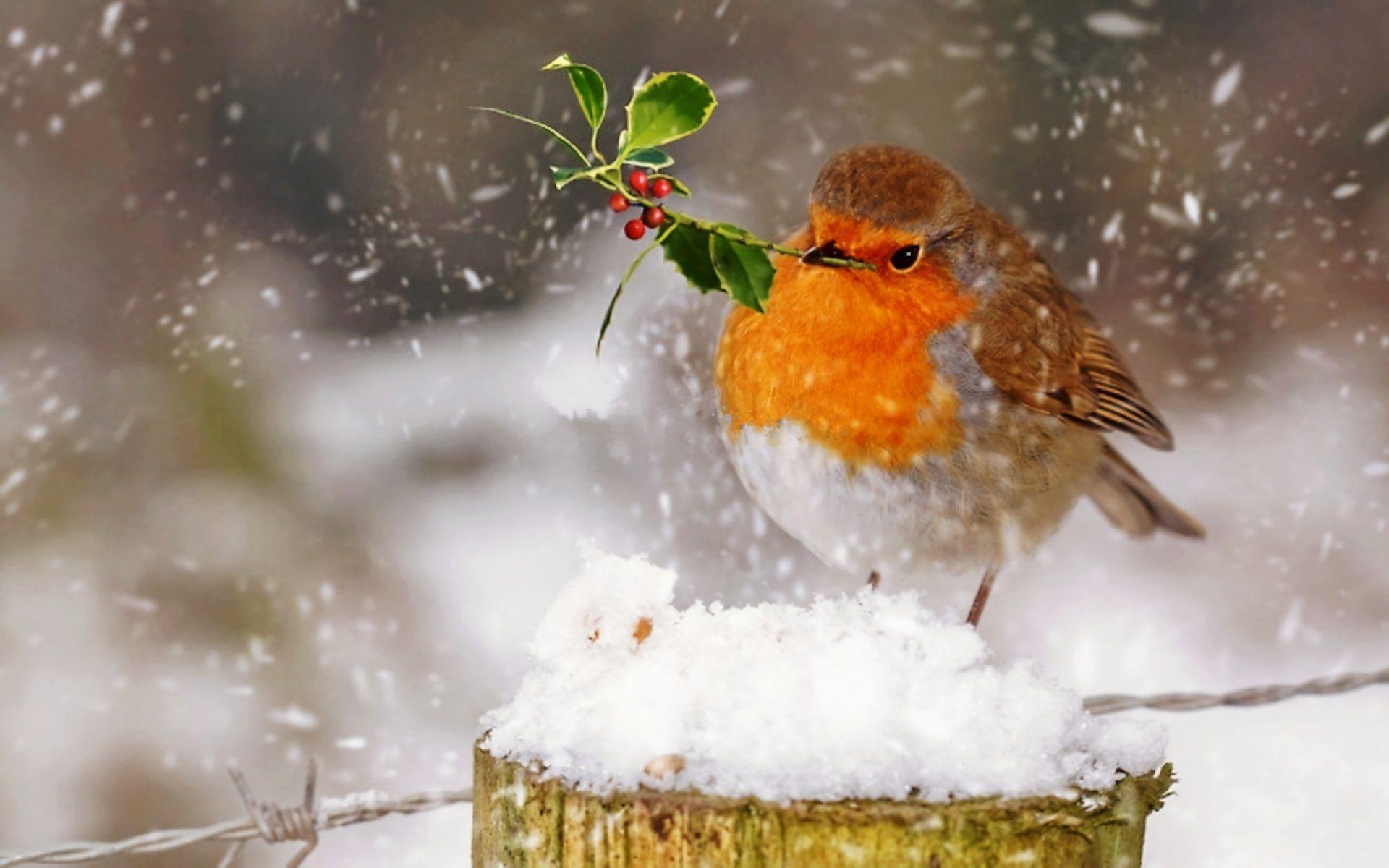 Birds in Snow Wallpapers - Top Free Birds in Snow Backgrounds