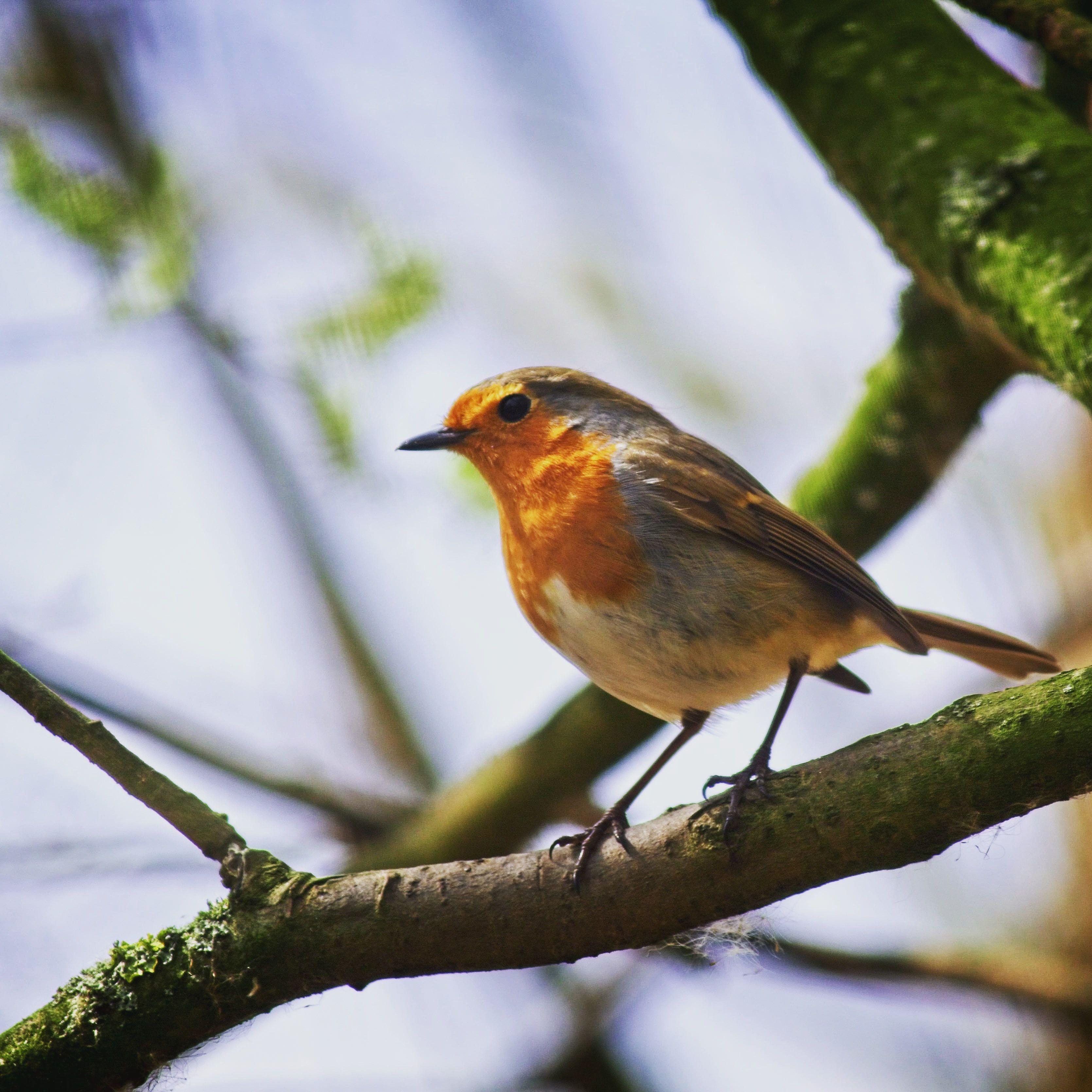 Robin Bird Wallpapers - Top Free Robin Bird Backgrounds - WallpaperAccess