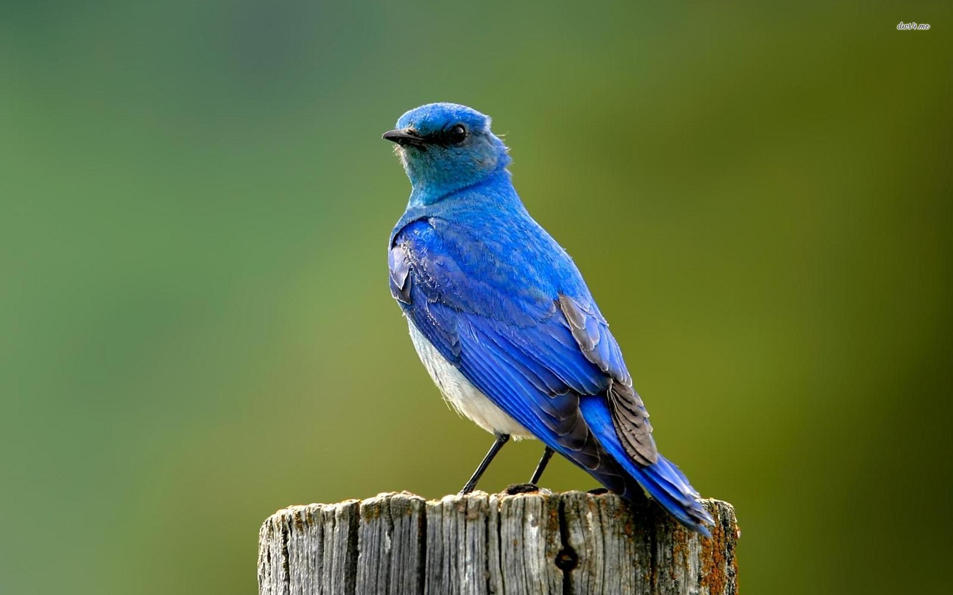 1920x1200 Robin Bird Quotes. QuotesGram