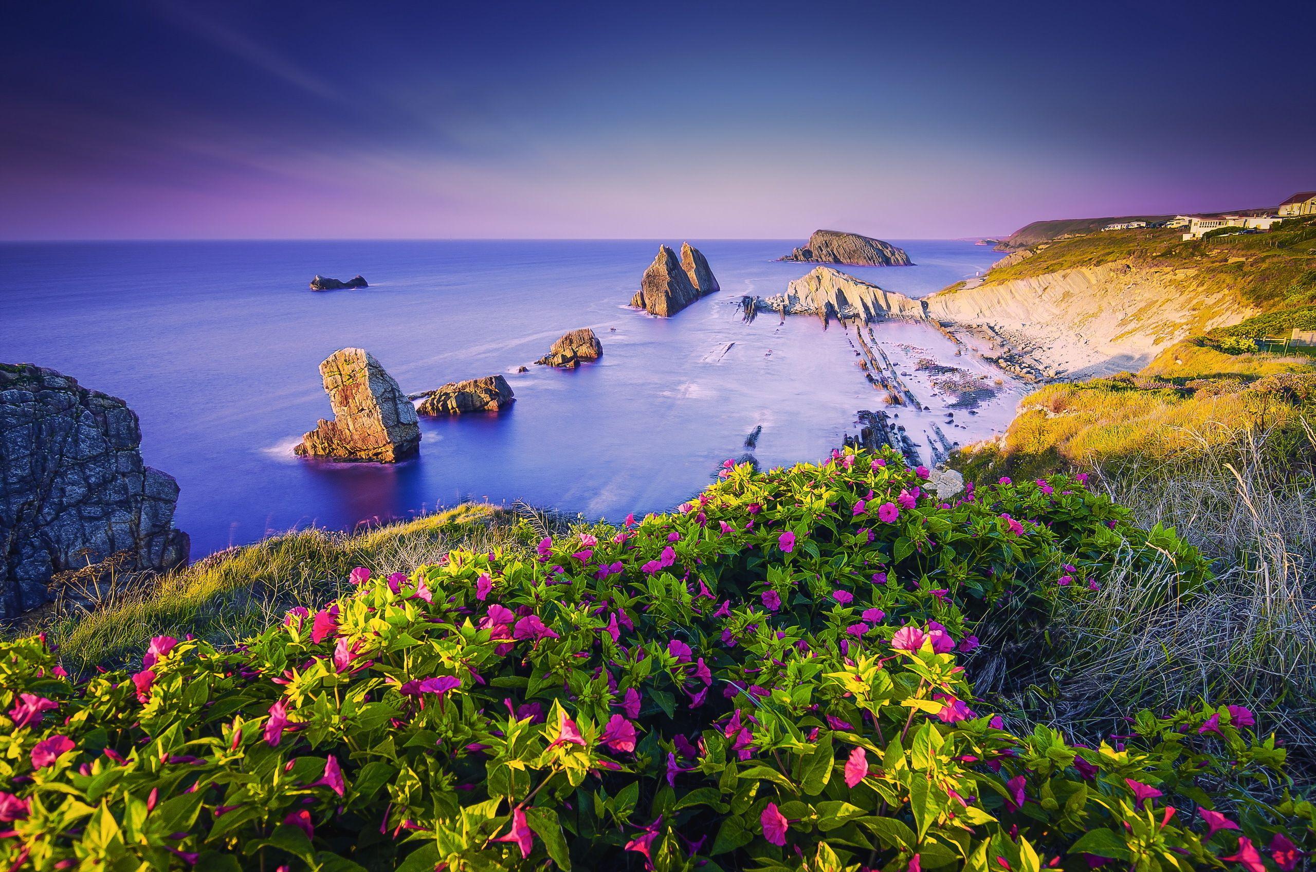 2560x1696 Wallpaper Coastline, Purple flowers, Beach, Coast, Rocks, HD
