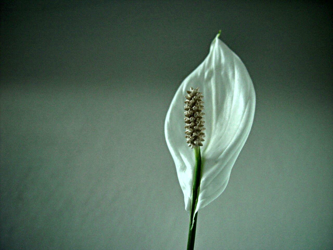 1280x960 Elegance wallpaper, Pattern, HQ Elegance pictureK Wallpaper