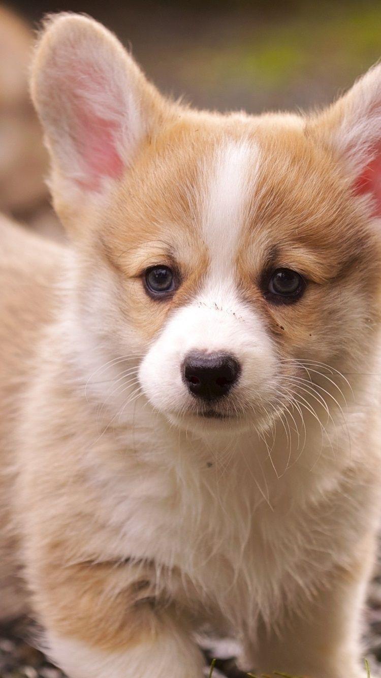 750x1334 Corgi Puppy 750x1334 IPhone 8 7 6 6S Wallpaper, Background