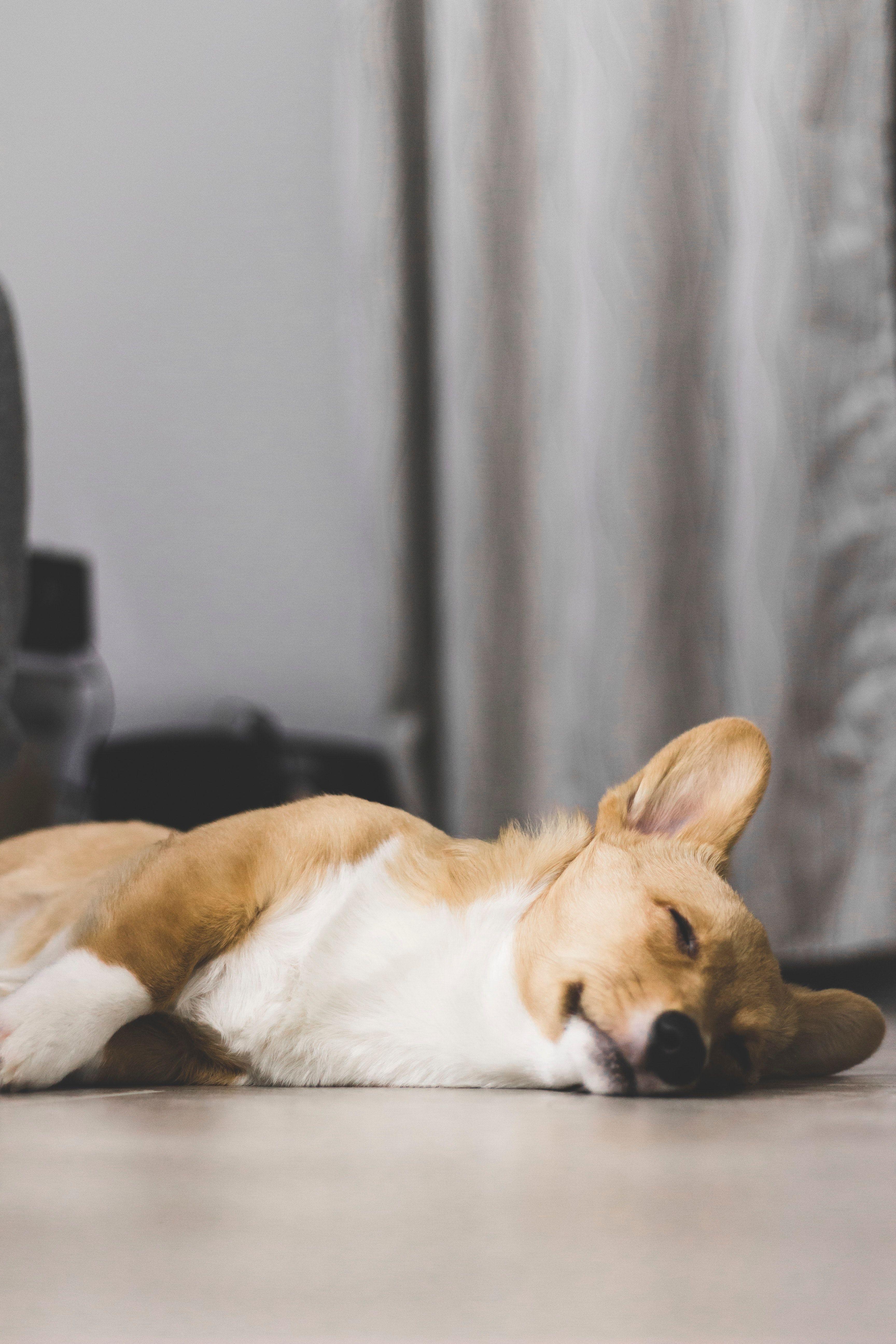 3456x5184 Brown And White Corgi Laying On The Floor · Free