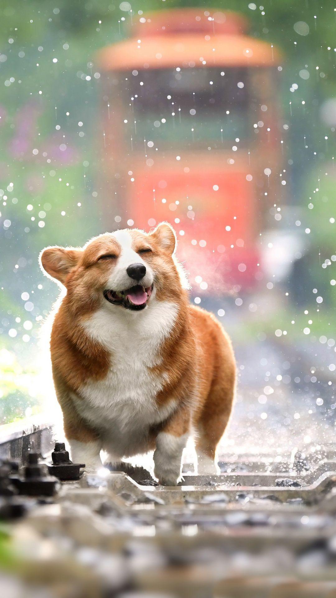 1080x1920 Cute Corgi Wallpaper