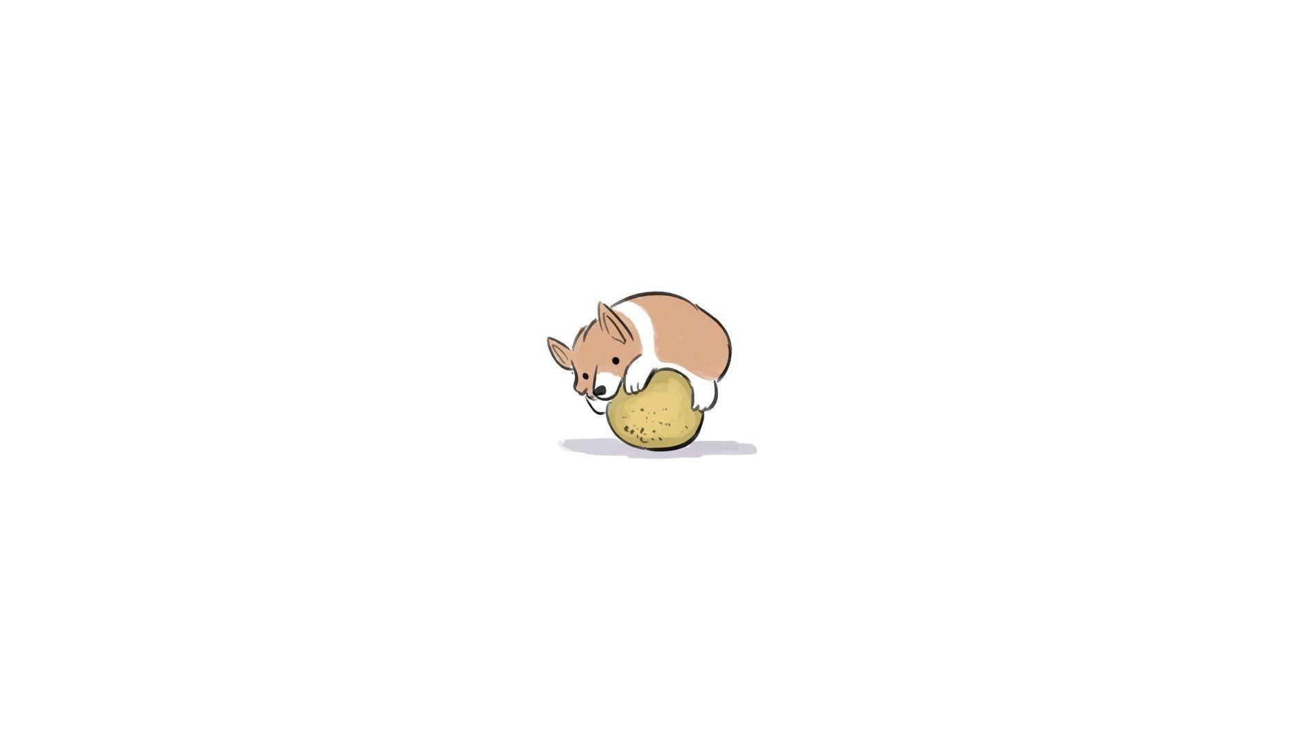 1900x1080 adorable corgi wallpaper
