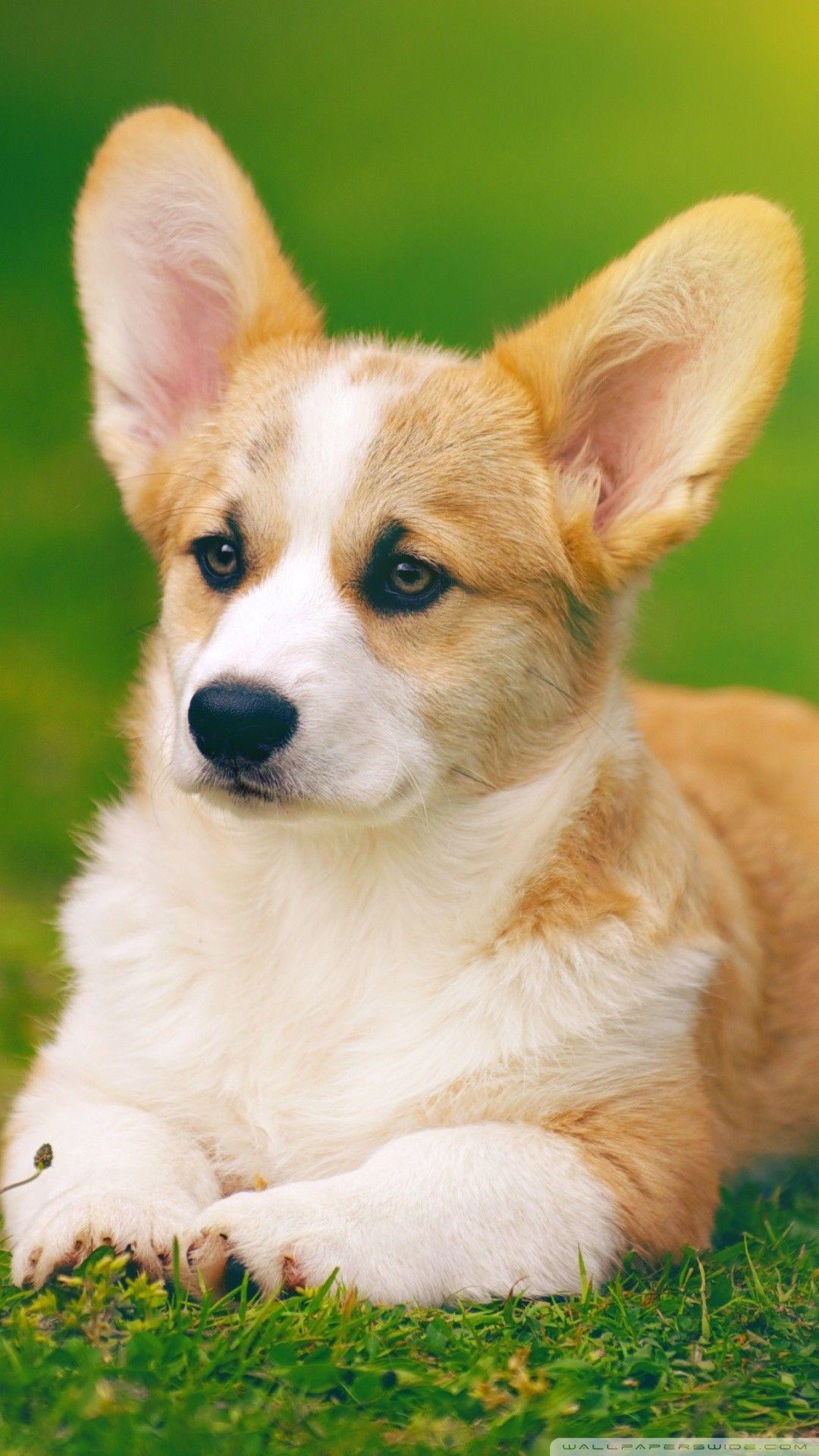 1080x1920 Corgi Wallpaper HD
