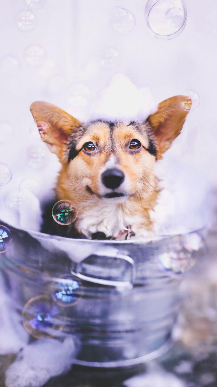 750x1334 Animal Corgi (750x1334) Wallpaper