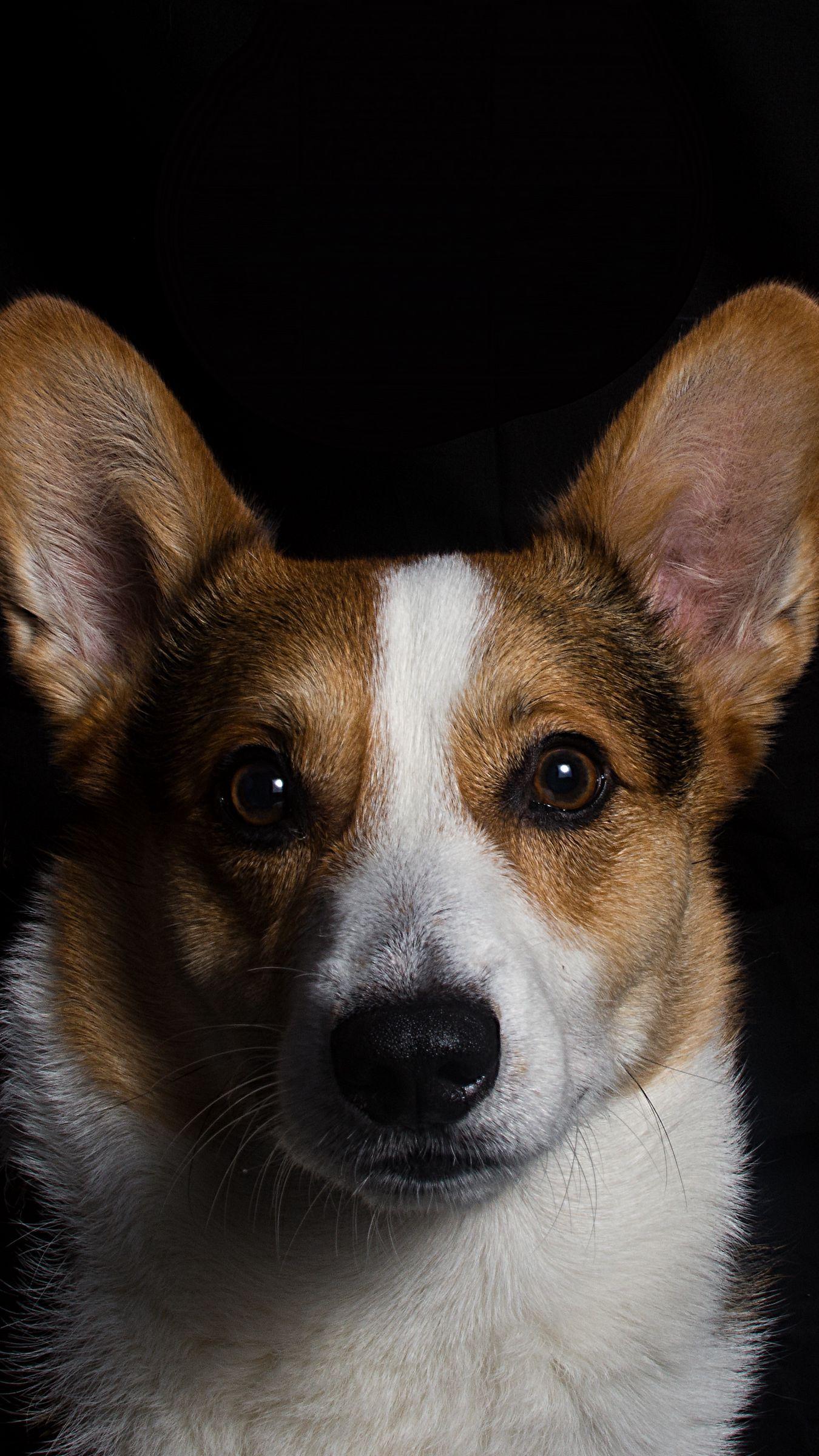 1350x2400 Download wallpaper 1350x2400 welsh corgi, dog, muzzle iphone 8+