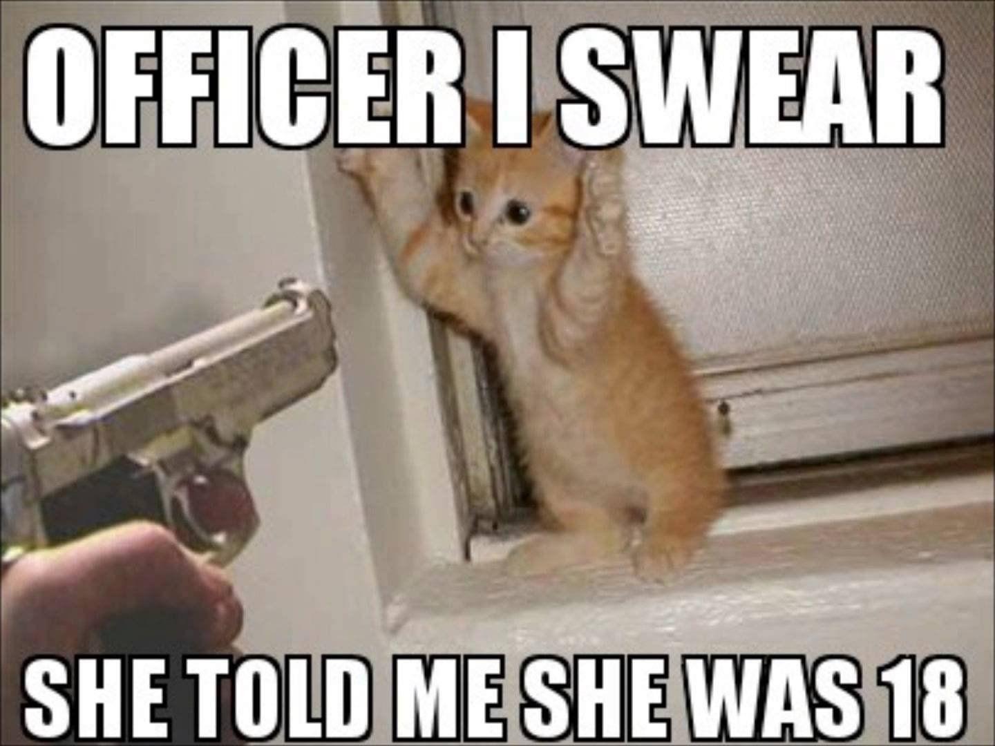 1440x1080 cat, Meme, Quote, Funny, Humor, Grumpy, 43 Wallpaper HD / Desktop