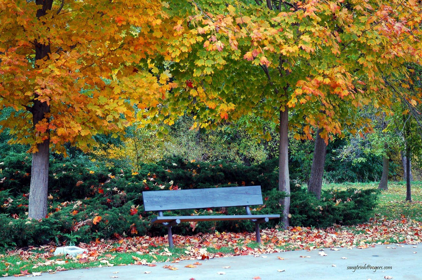 1600x1064 Free Wallpaper: Best Garden Nature Wallpaper