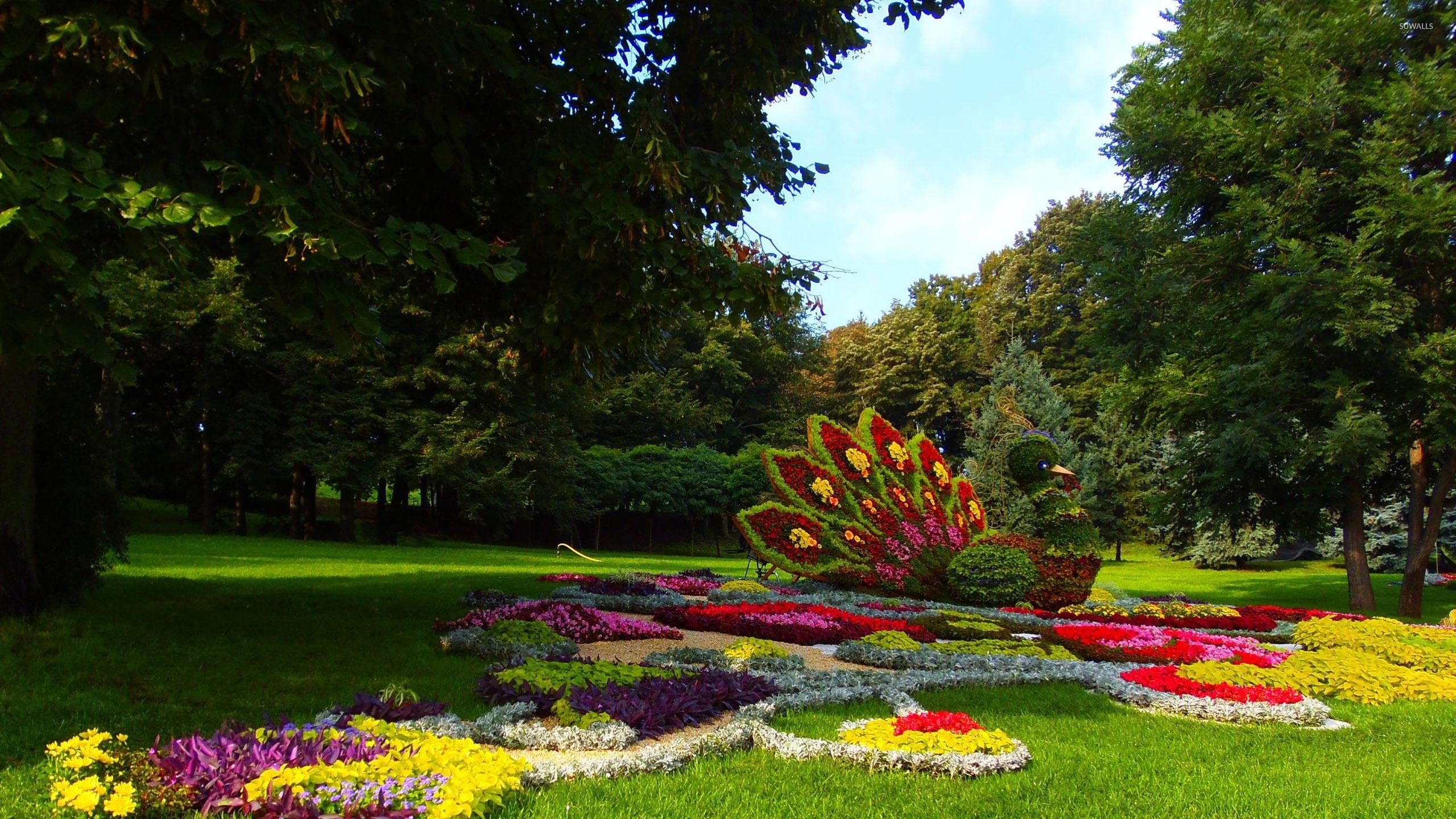 2560x1440 Flower peacock in the garden wallpaper wallpaper