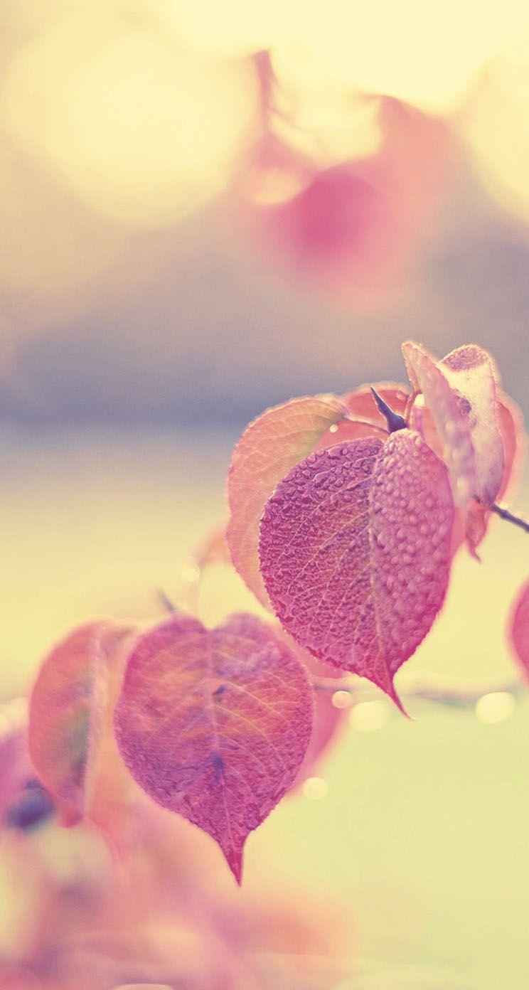 Pink Leaf Wallpapers - Top Free Pink Leaf Backgrounds - WallpaperAccess