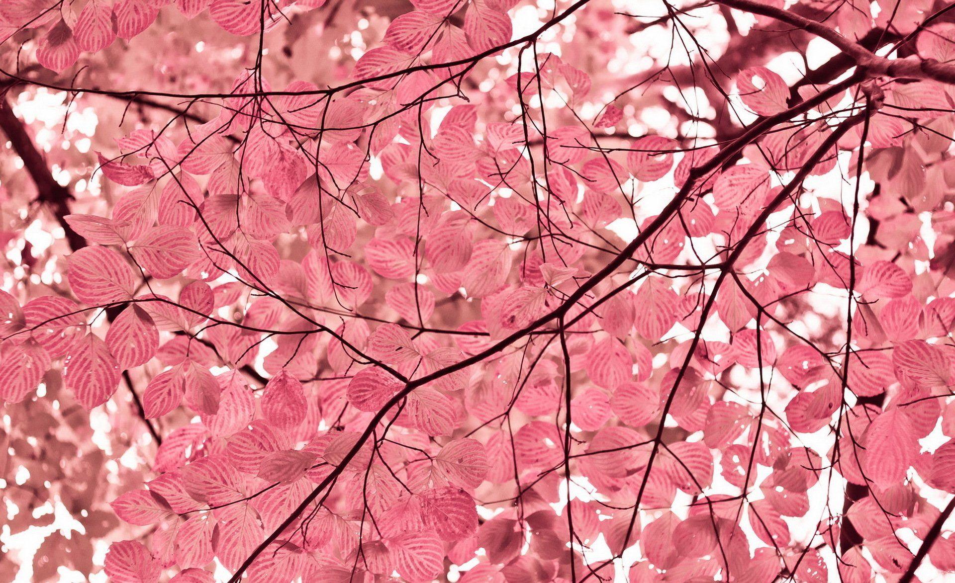 Pink Leaves Wallpapers - Top Free Pink Leaves Backgrounds - WallpaperAccess