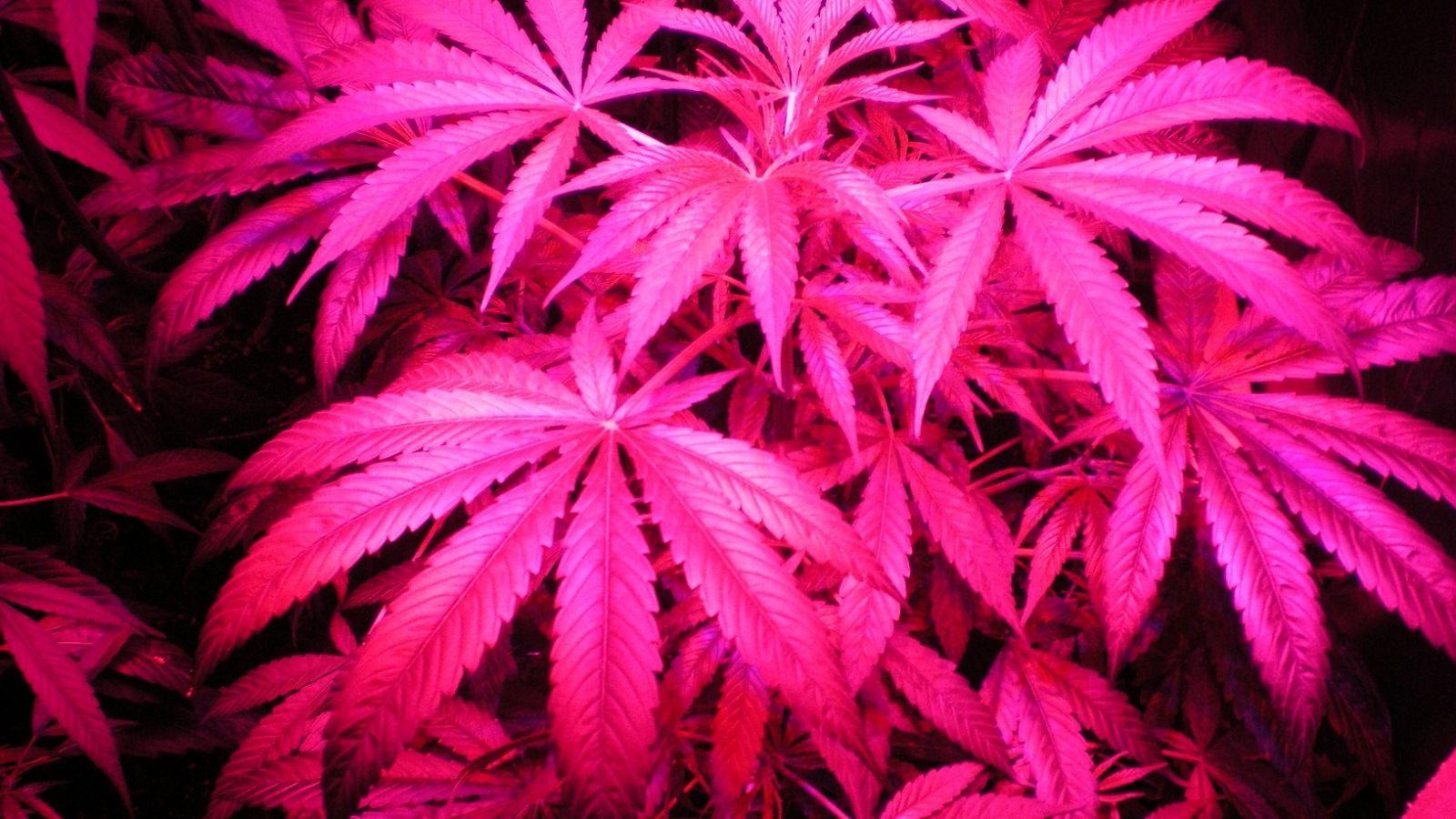 1600x900 Free download Pink Weed Leaf Wallpaper Medical cannabis gro5jpg