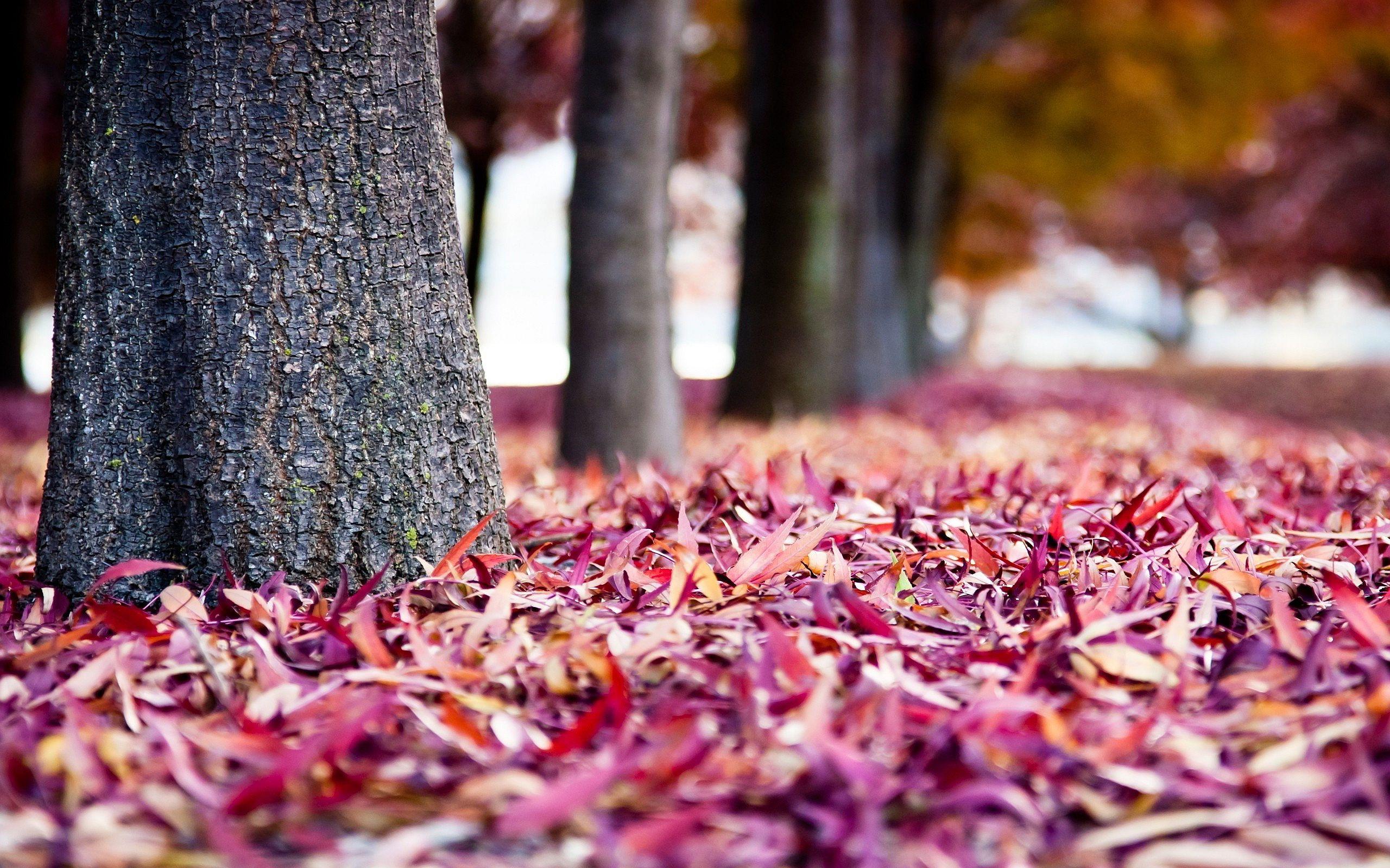 2560x1600 autumn leaves purple pink Desktop Wallpaperk HD