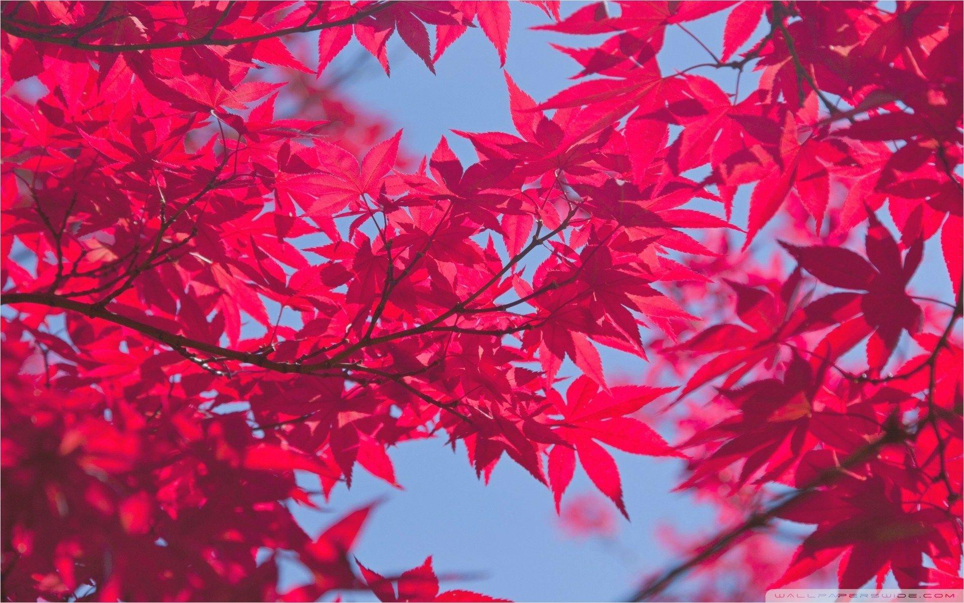 1922x1202 A Pink Autumn