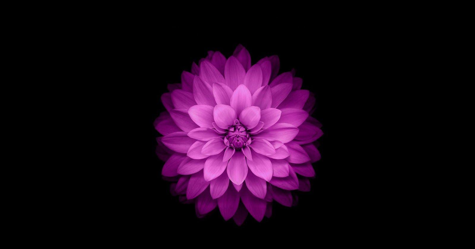 1600x839 Wallpaper Apple: Apple IOS Flower Wallpaper