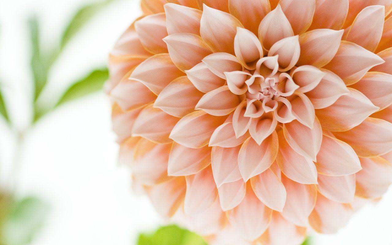 Dahlia wallpaper hires stock photography and images  Alamy